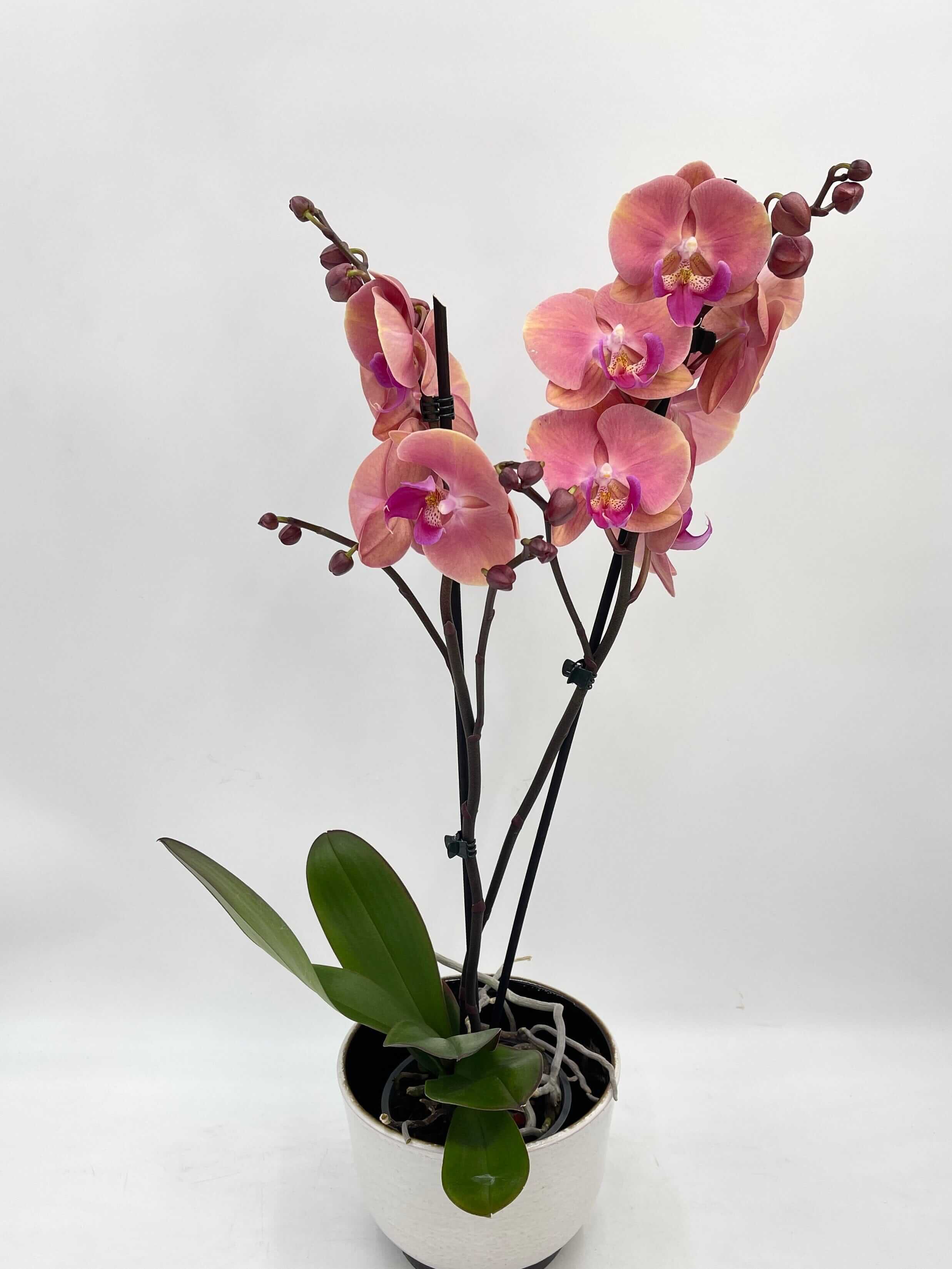 Phalaenopsis Big Lip Coral