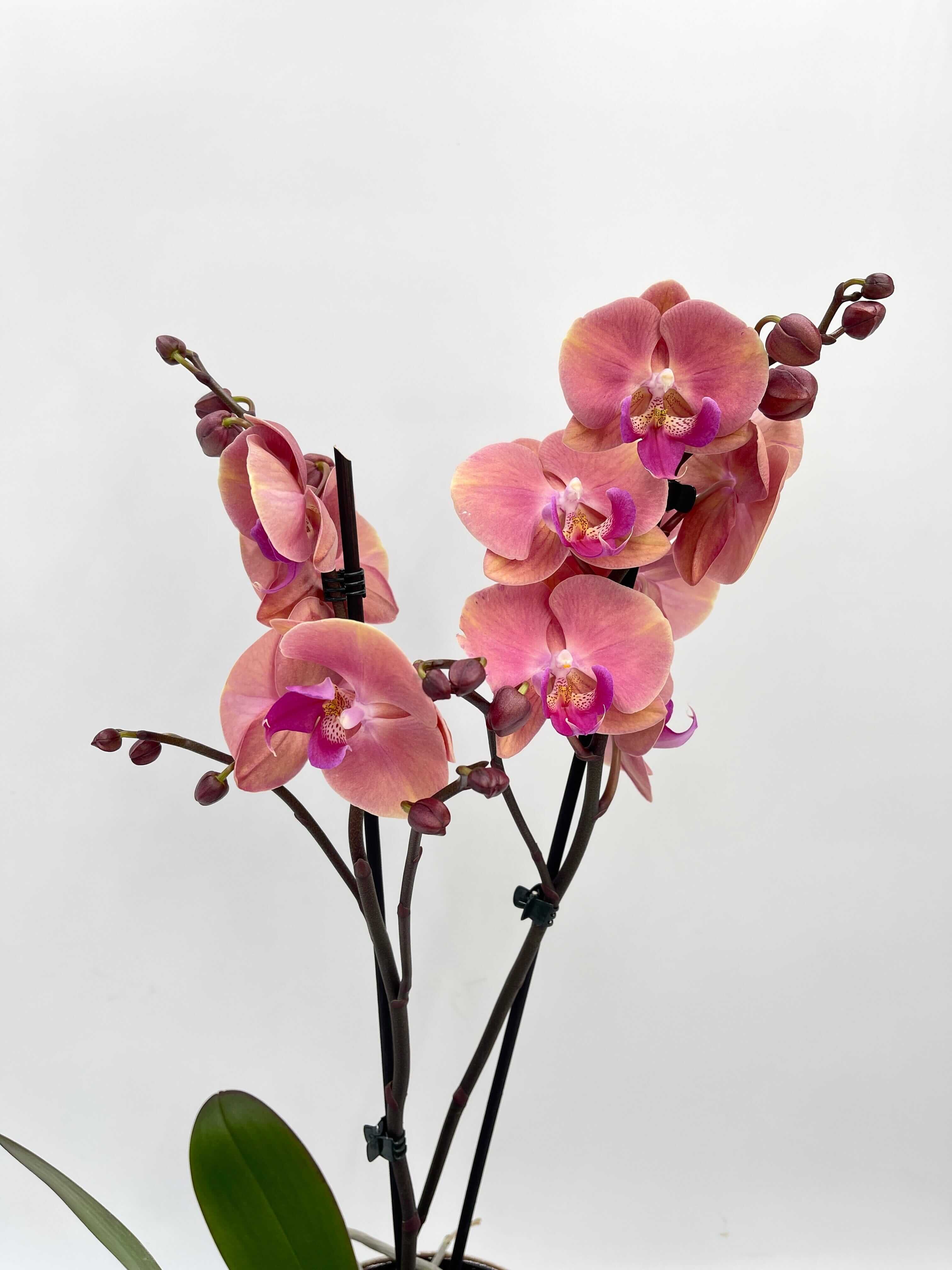 Phalaenopsis Big Lip Coral