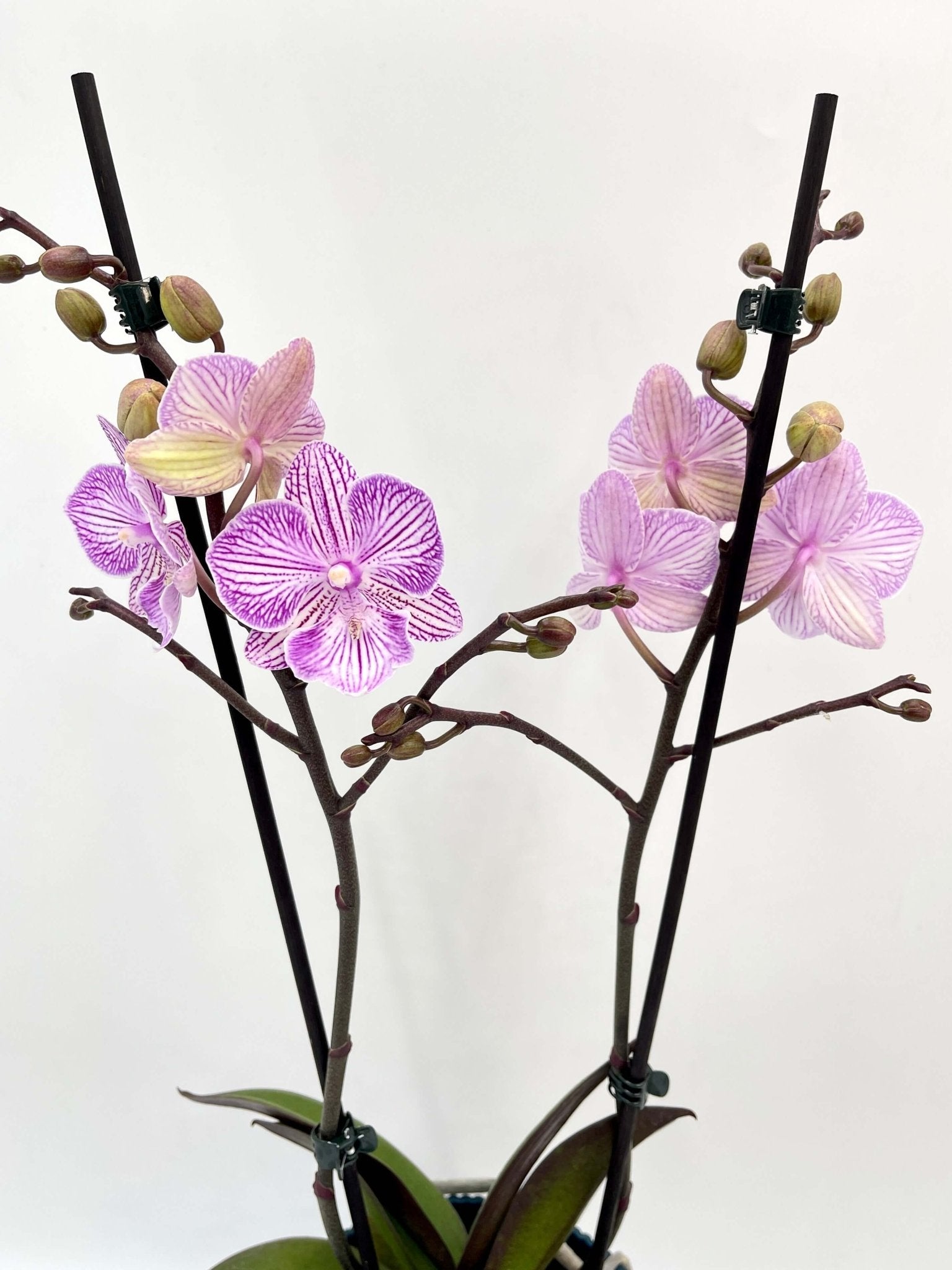 Phalaenopsis Big Lip Orchid Pink Manta penida