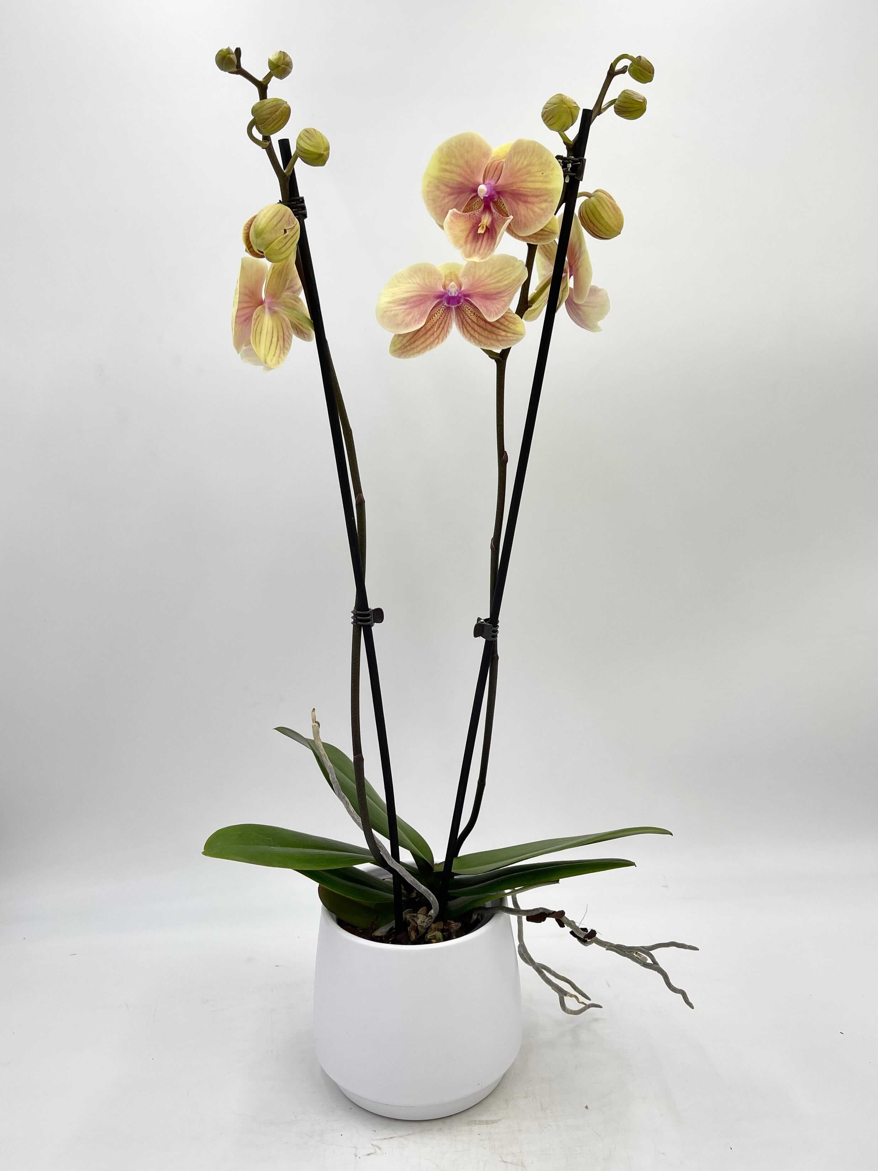 Phalaenopsis Big Lip, Phalaenopsis Darla
