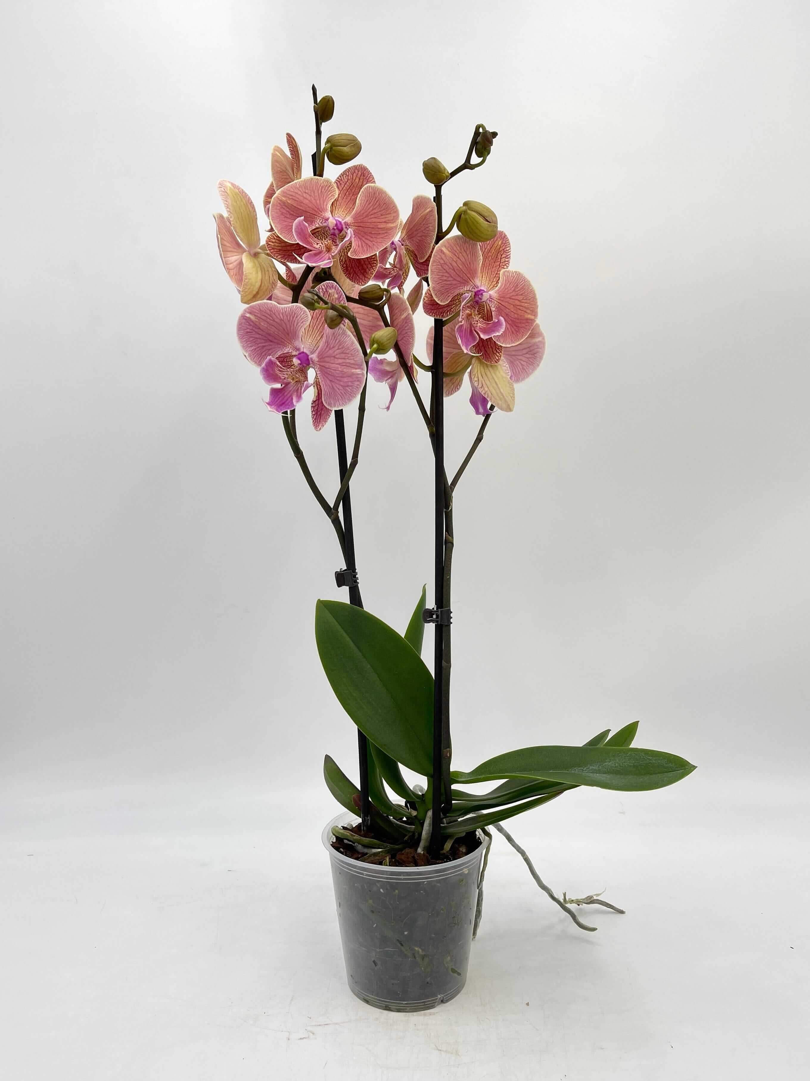 Phalaenopsis Big Lip, Phalaenopsis Golden Leopard