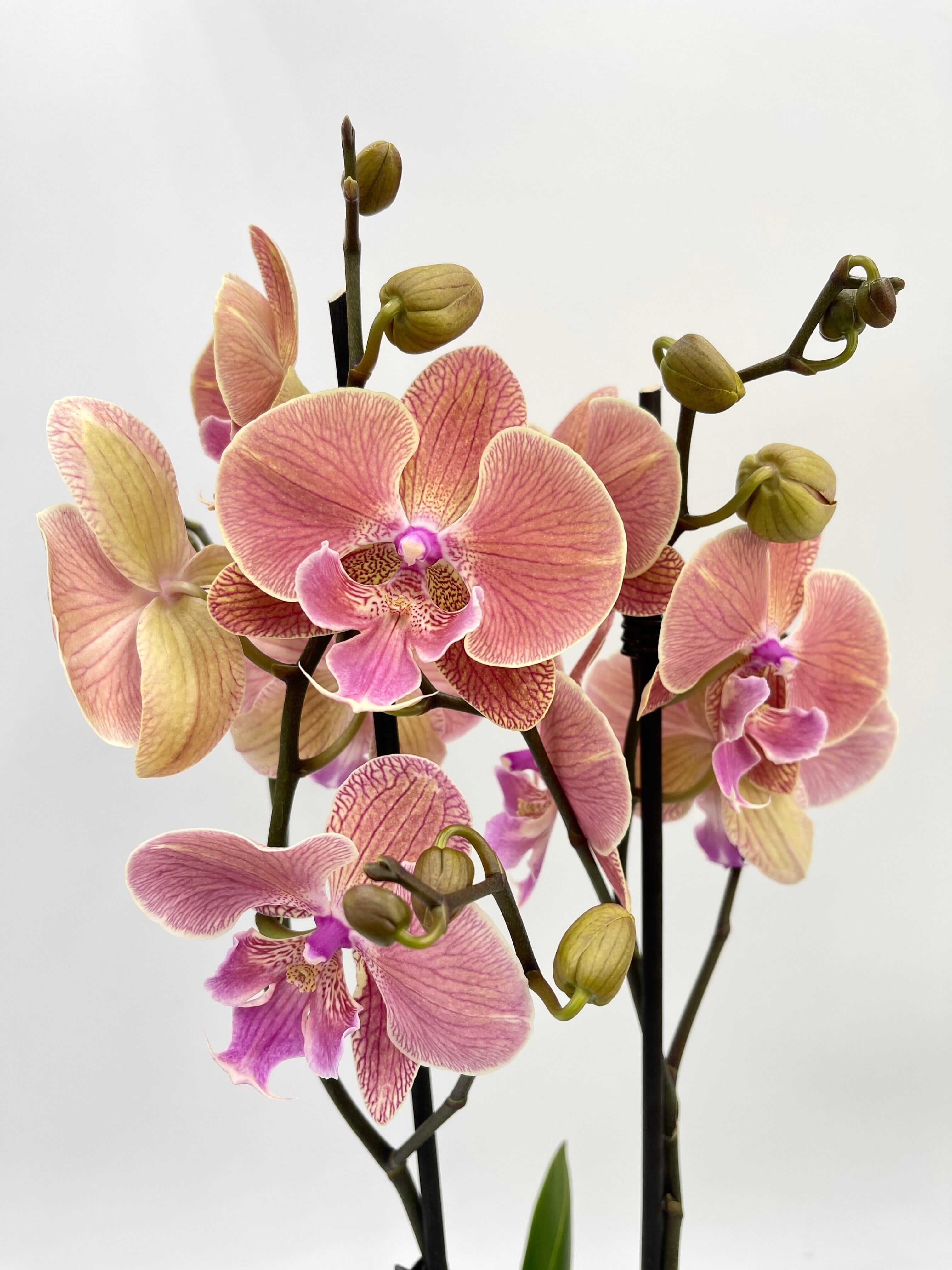 Phalaenopsis Big Lip, Phalaenopsis Golden Leopard