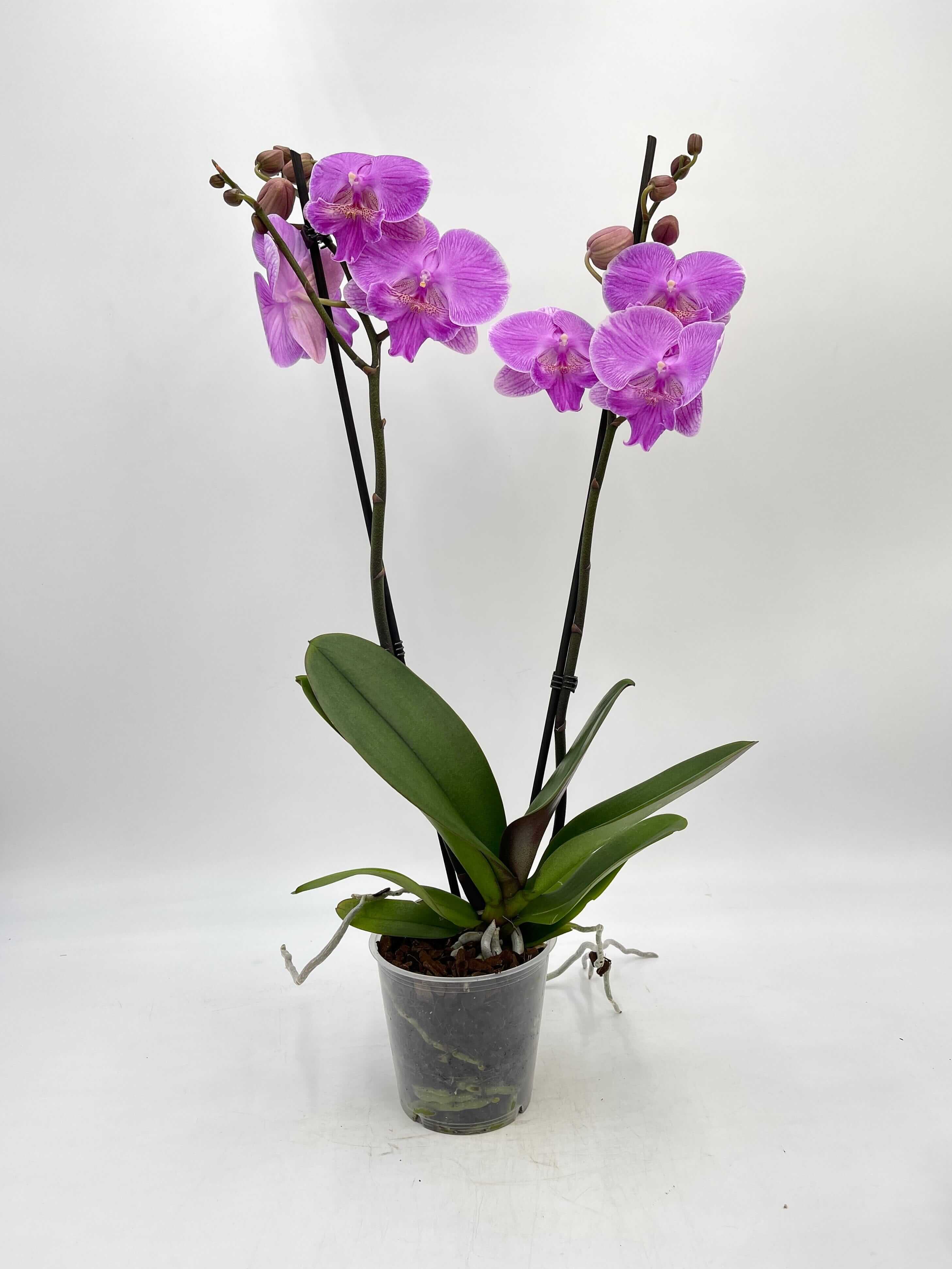 Phalaenopsis Big lip, Phalaenopsis Manta Kalimantan