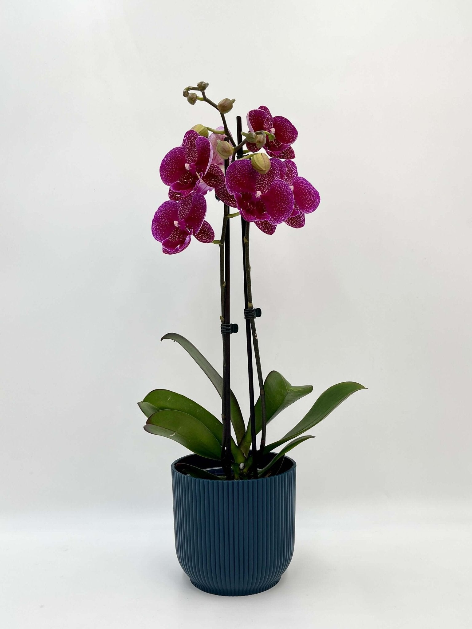 Phalaenopsis Big-Lip, Phalaenopsis Zoja Kiss