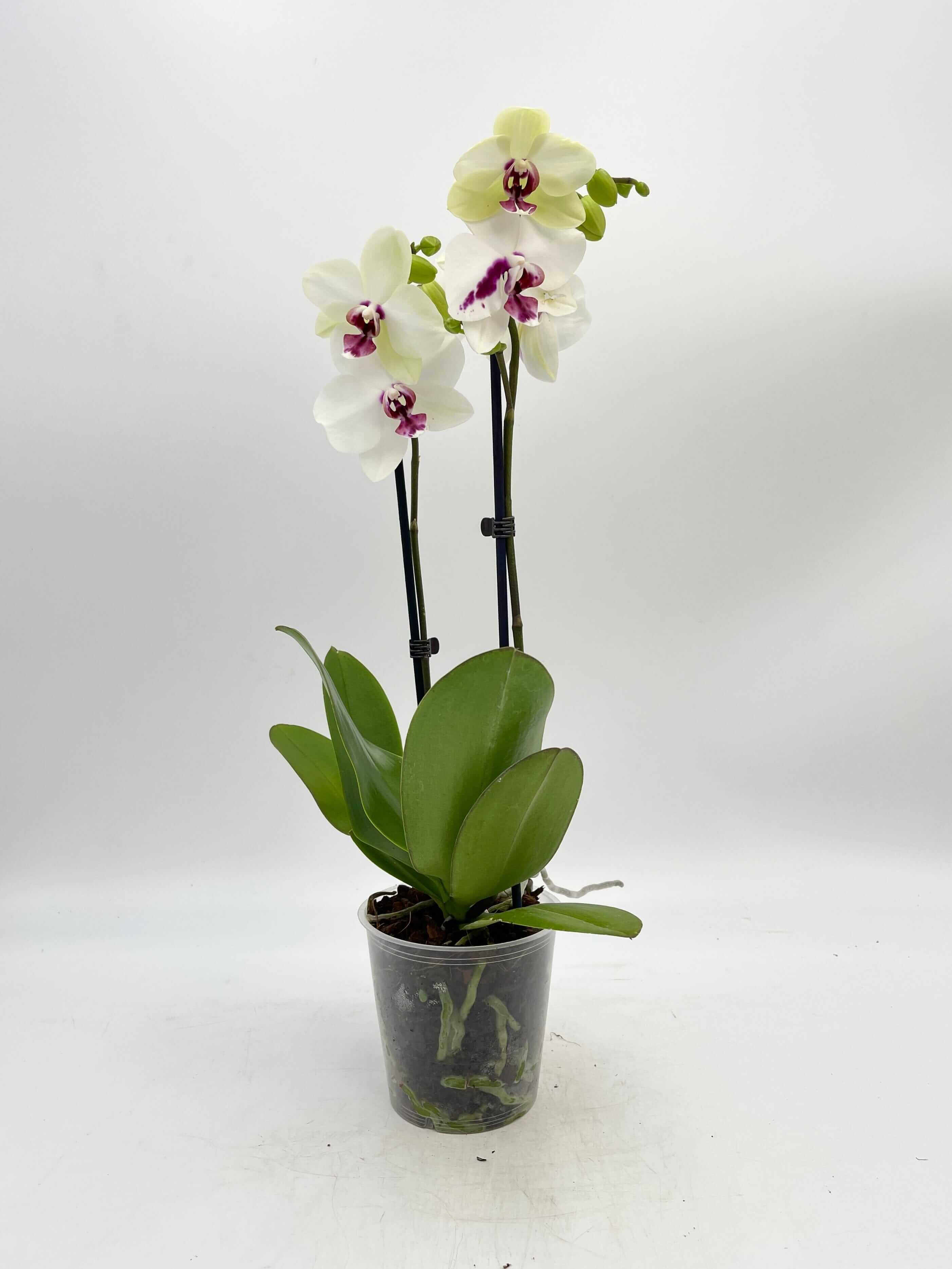 Phalaenopsis Orchid, 12 cm Pot