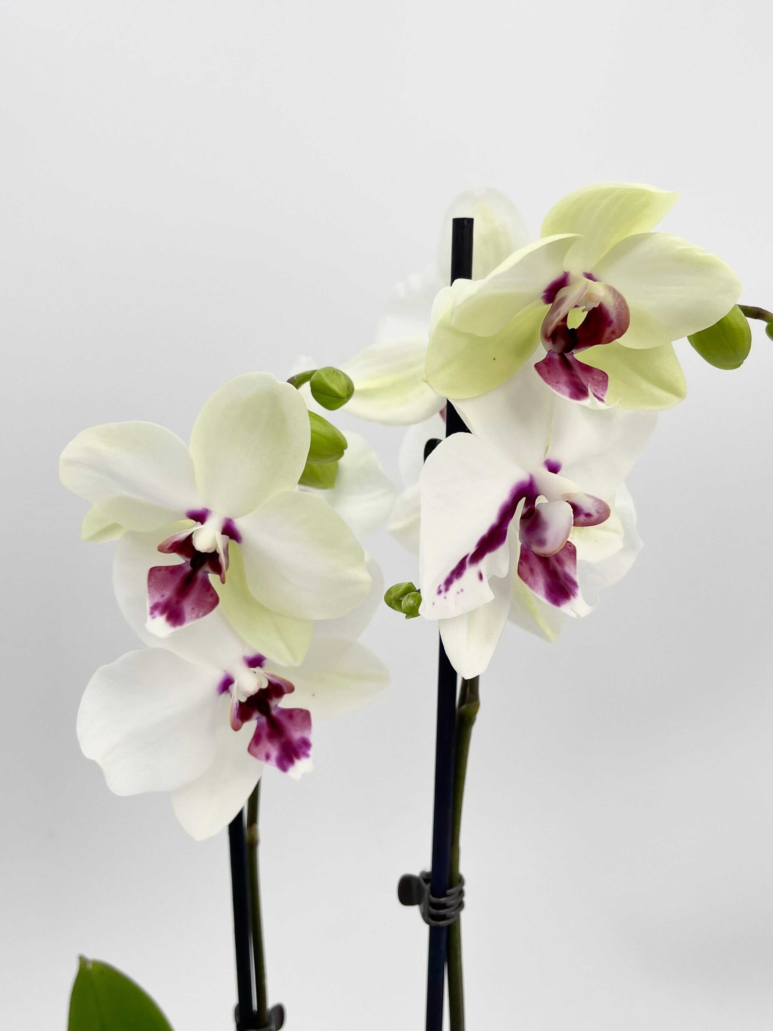 Phalaenopsis Orchid, 12 cm Pot