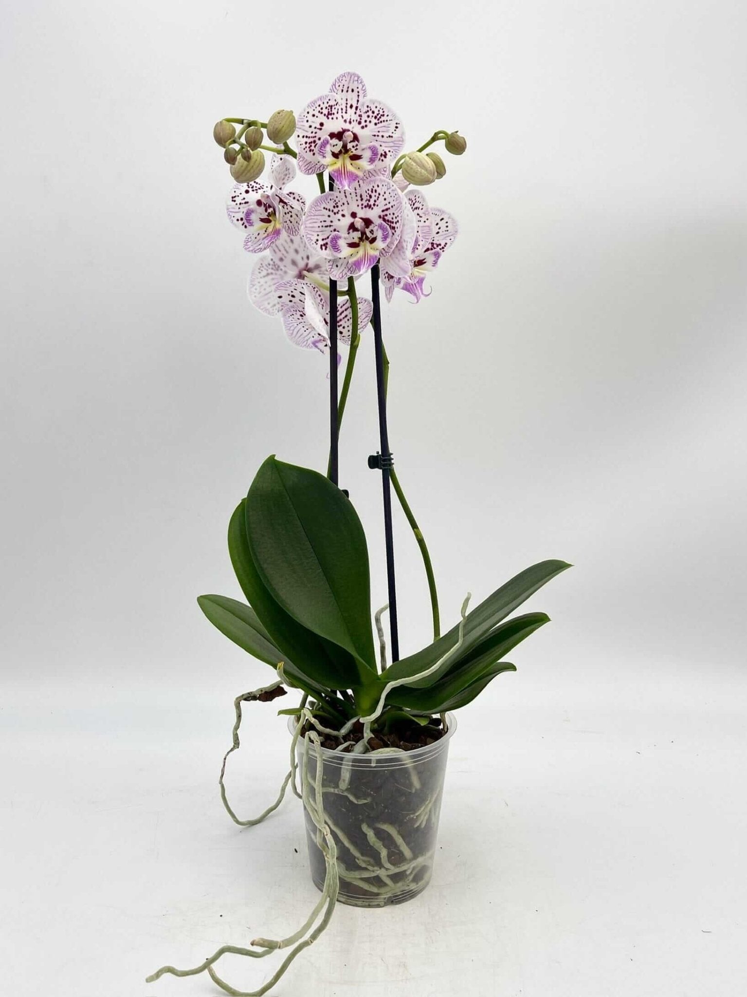 Phalaenopsis Biglip Orchid Pink, White, 12 cm Pot