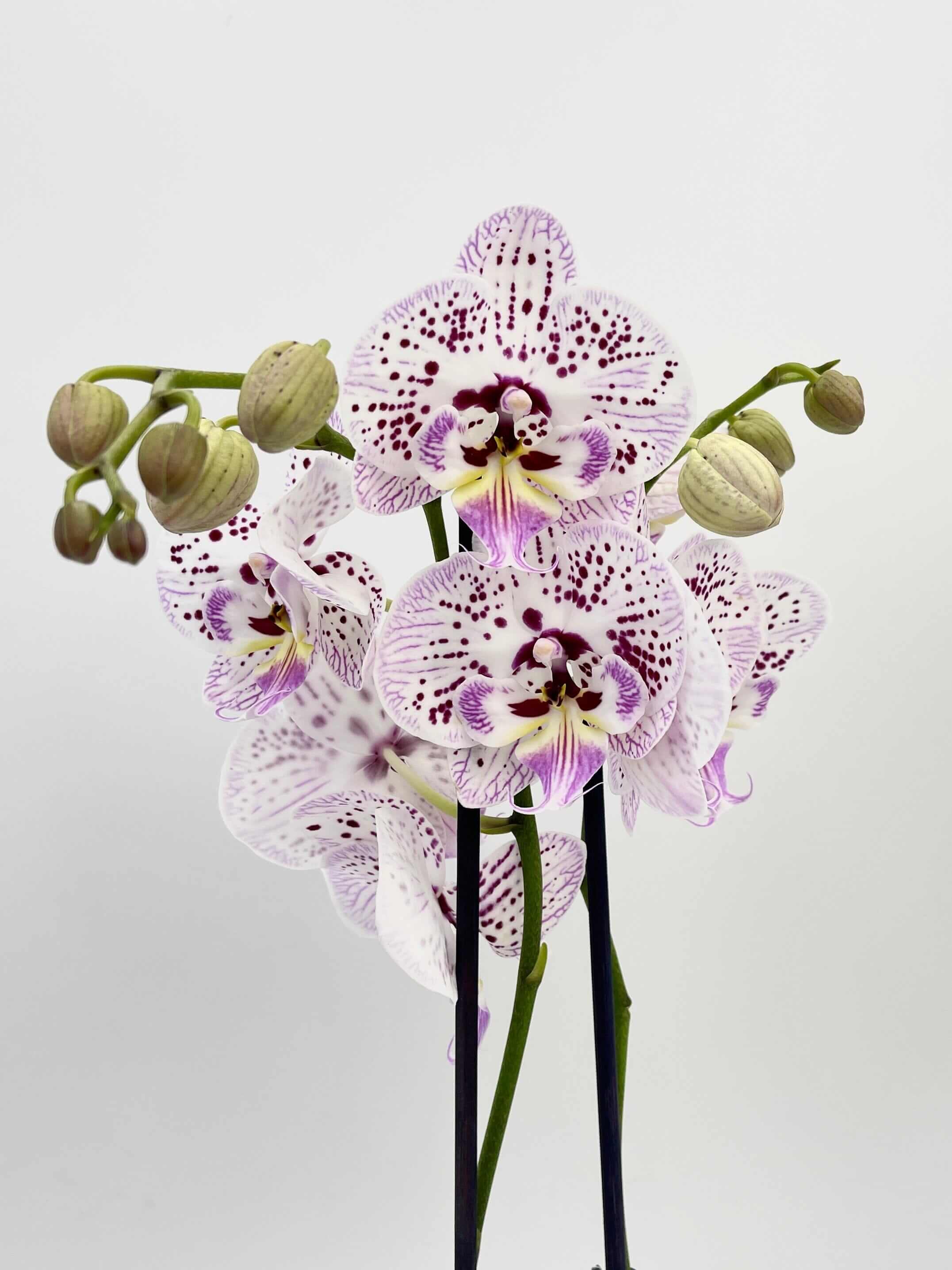 Phalaenopsis Biglip Orchid Pink, White, 12 cm Pot