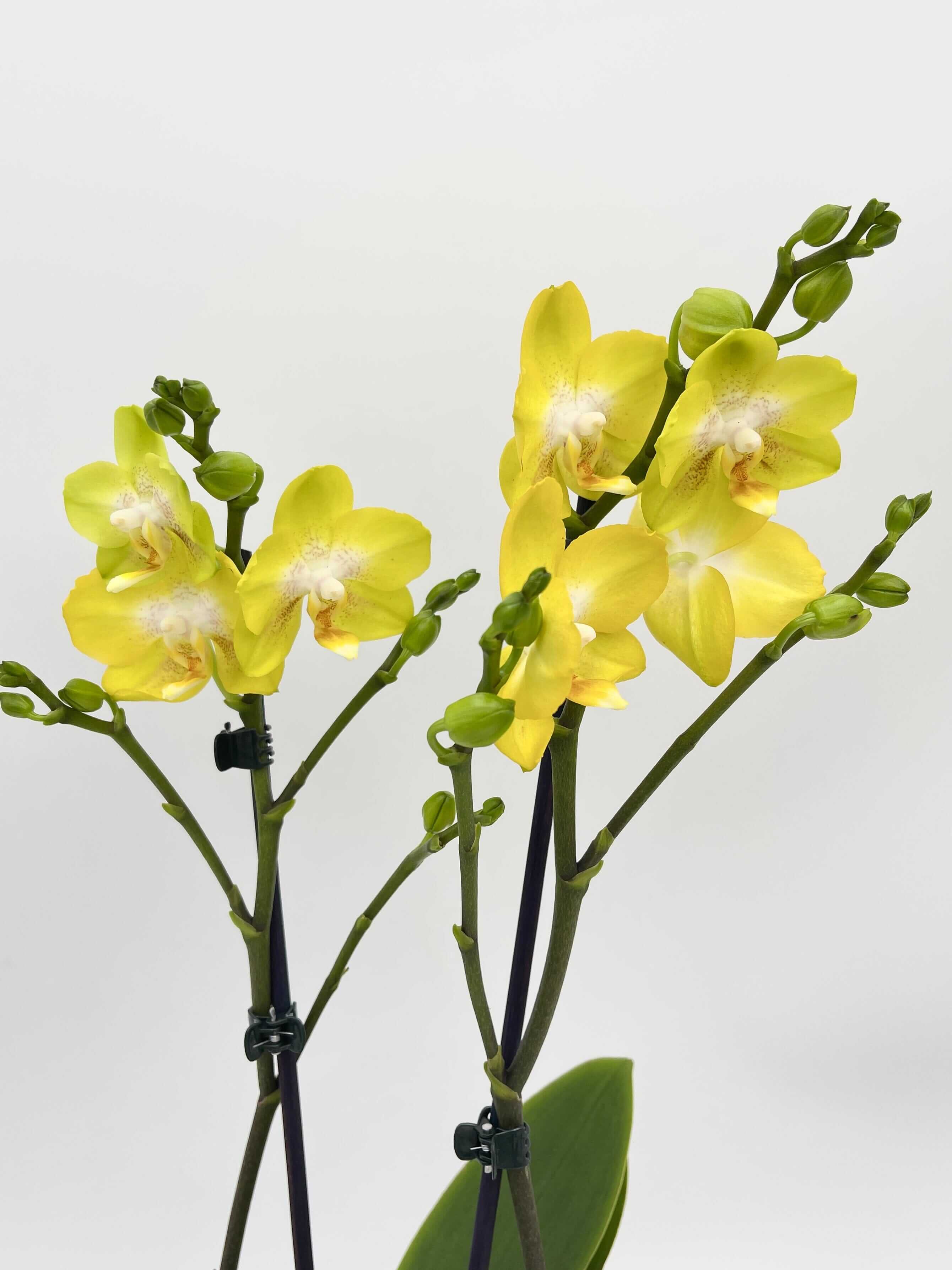 Phalaenopsis Biglip Orchid, yellow, 12 cm Pot