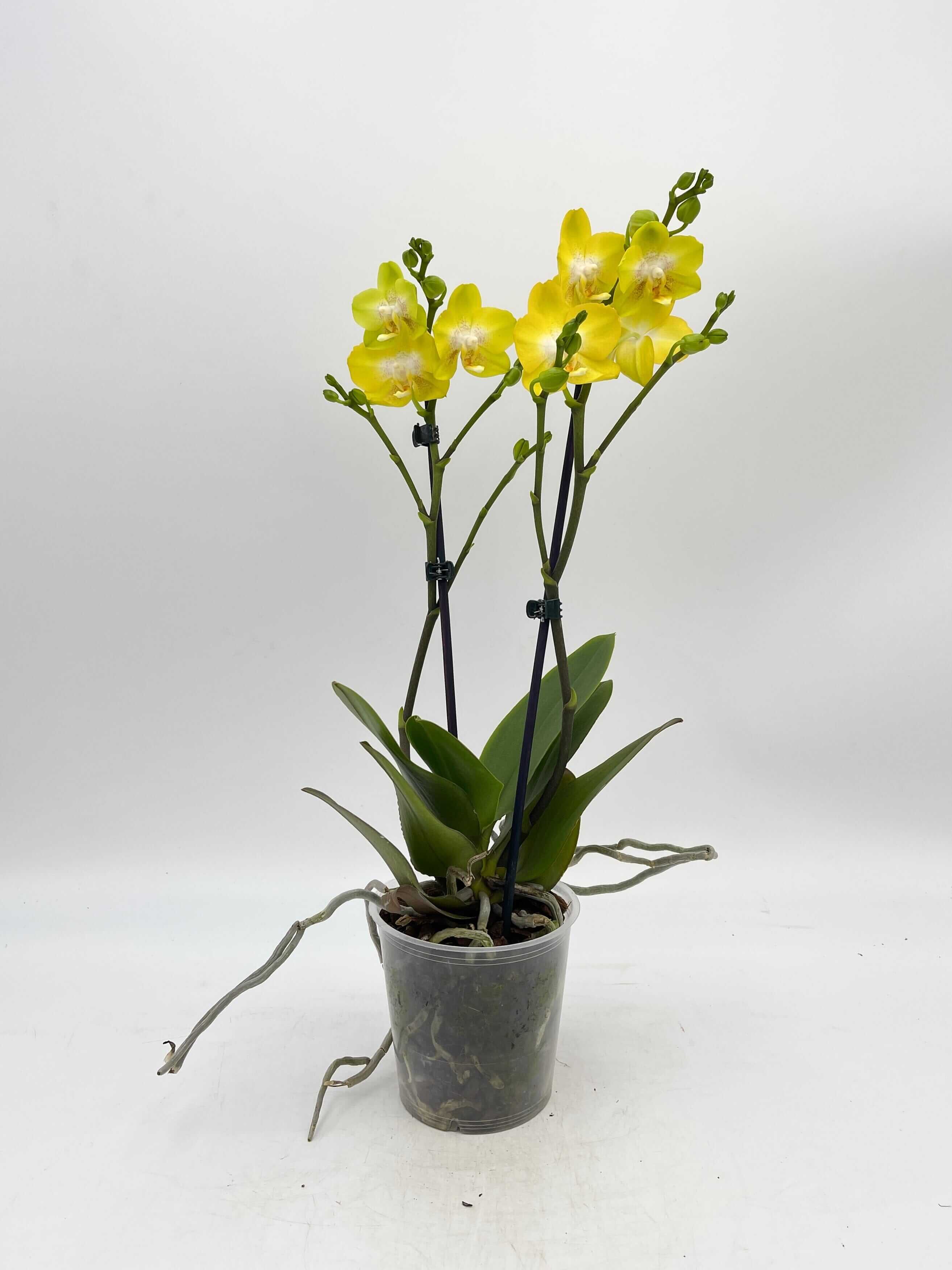 Phalaenopsis Biglip Orchid, yellow, 12 cm Pot