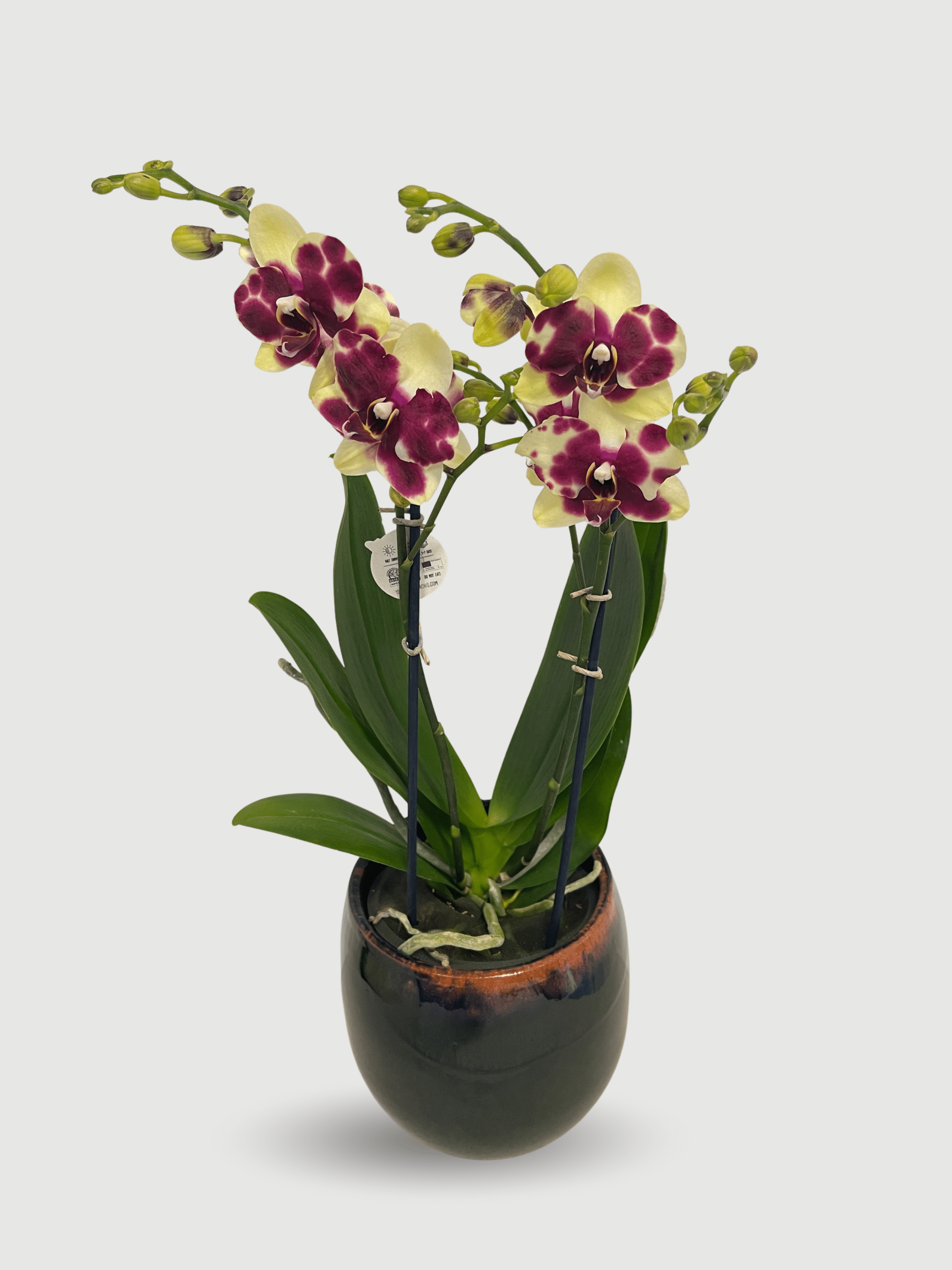 Phalaenopsis Catania Orchid, 40-45cm - Rebel Plants