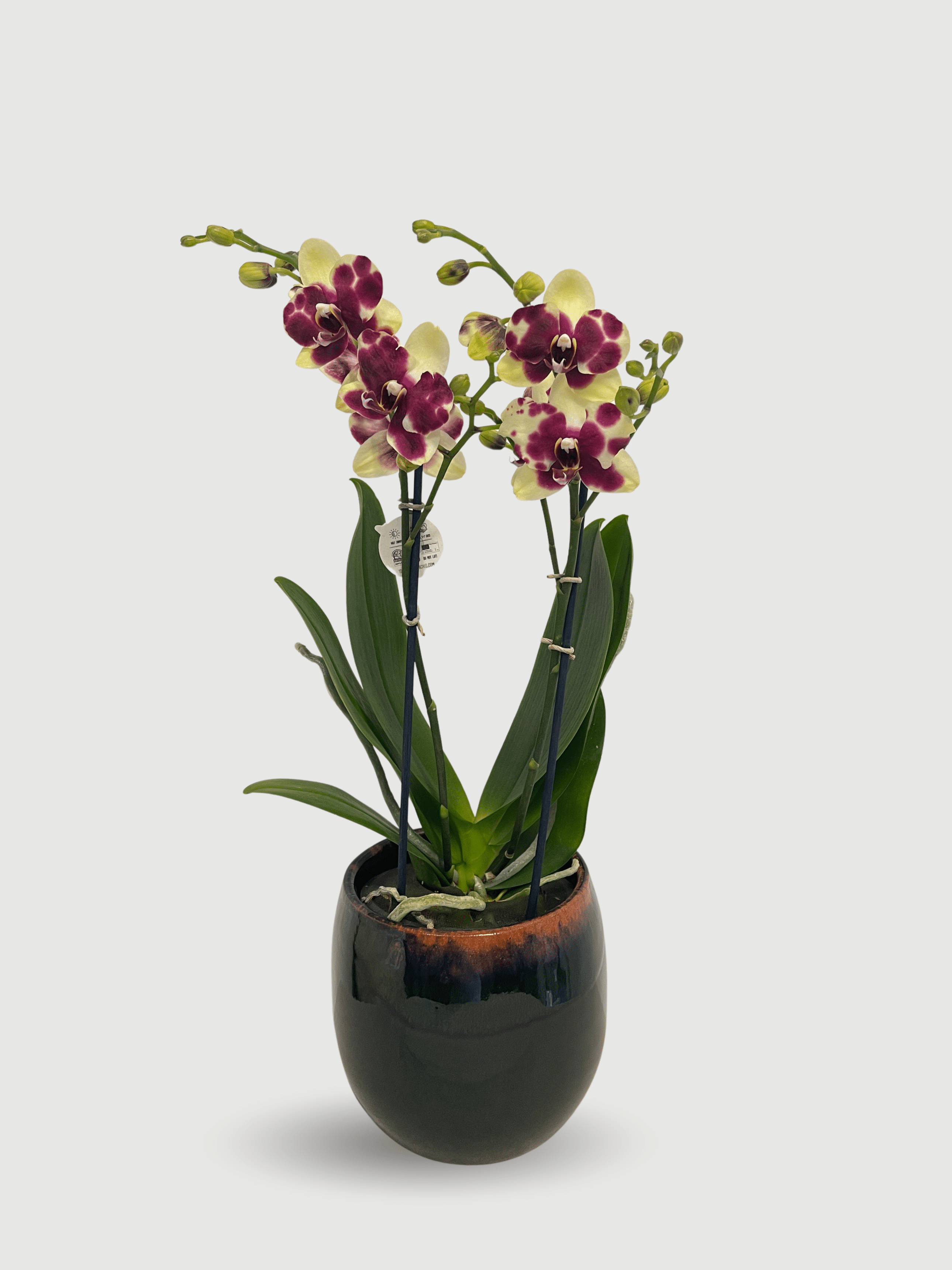 Phalaenopsis Catania Orchid, 40-45cm - Rebel Plants