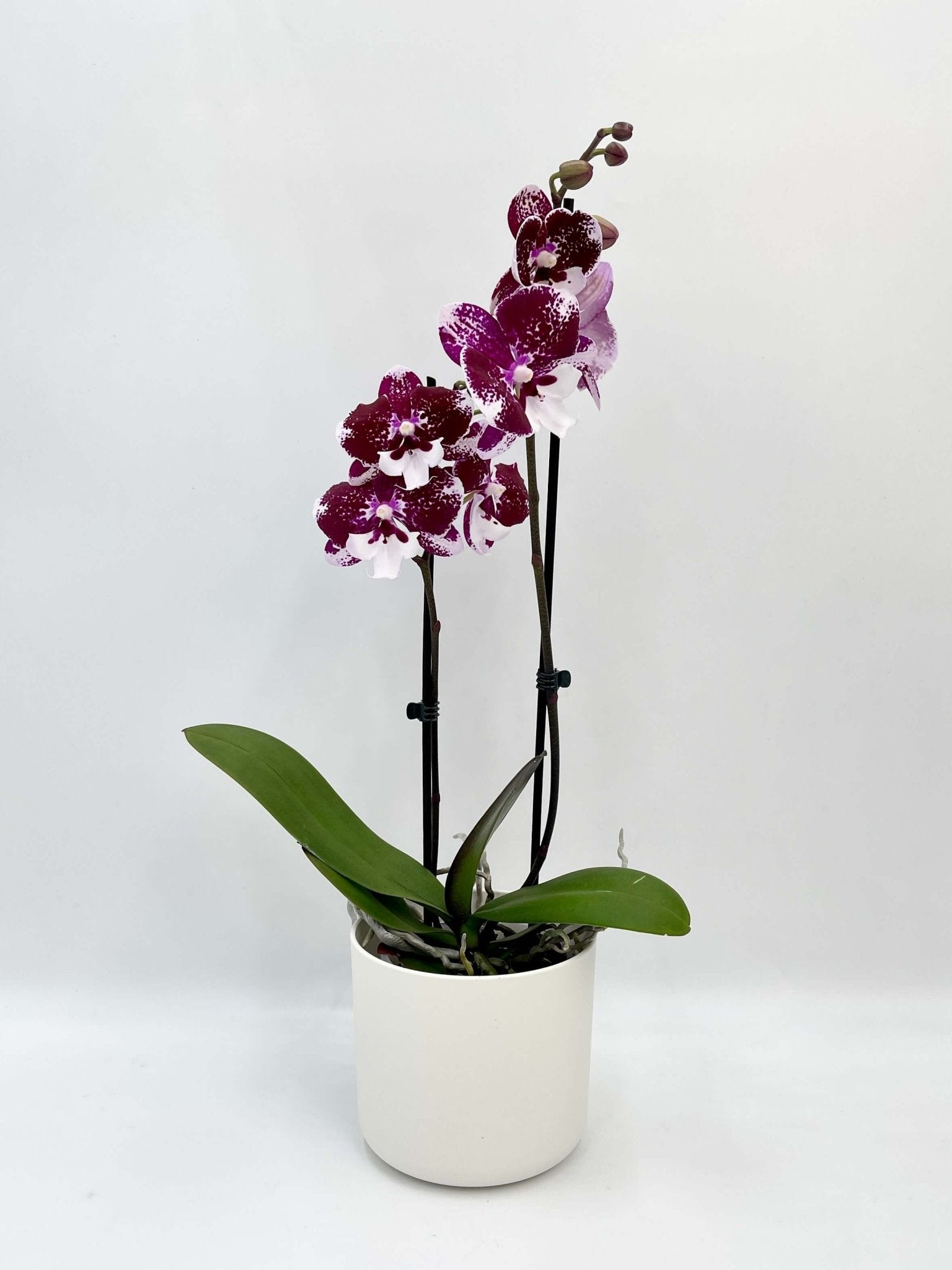 Phalaenopsis Dark Kiss, Big-Lip