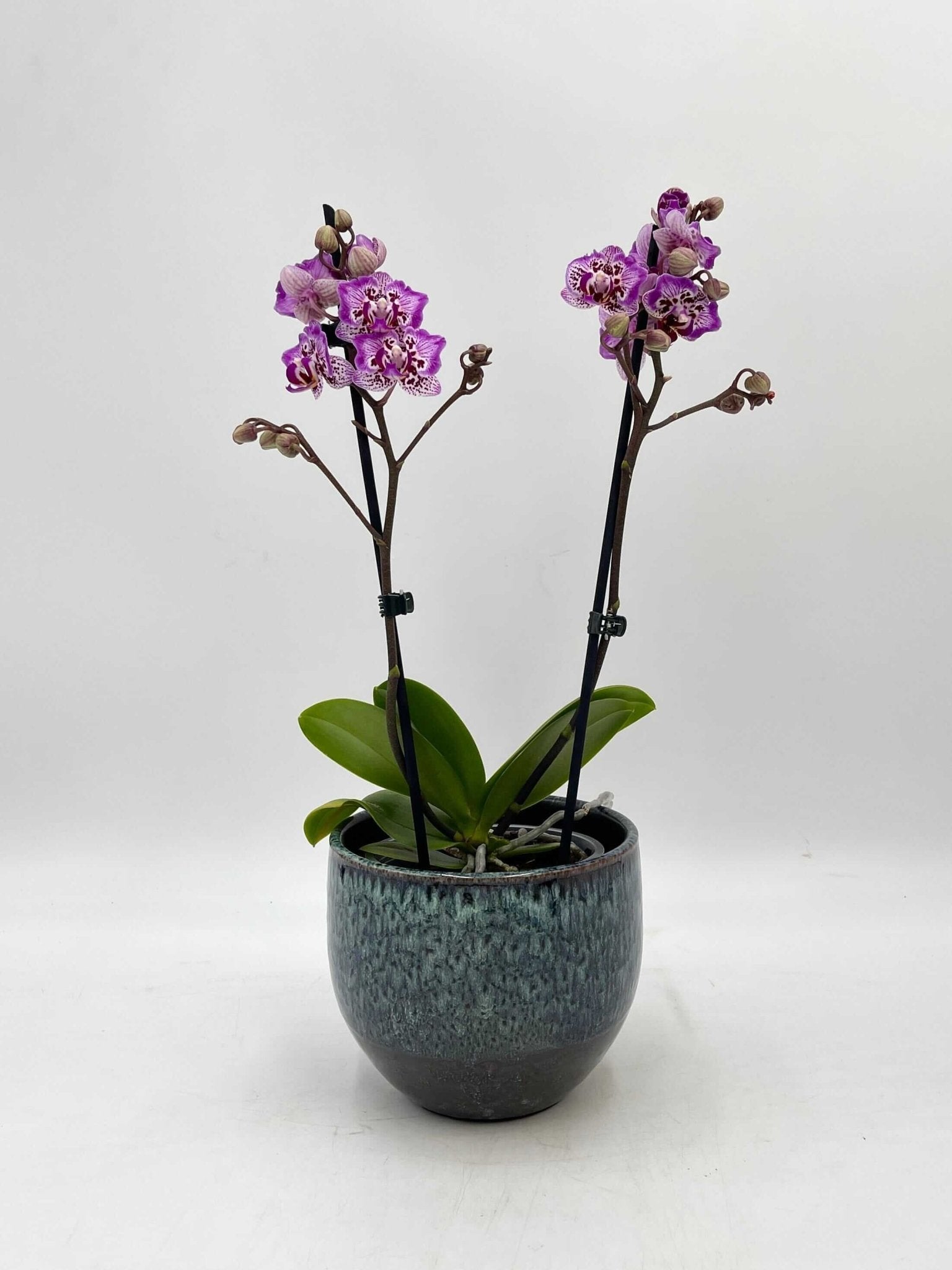 Phalaenopsis Formosa Cranberry 'Peloric, Rare Orchid