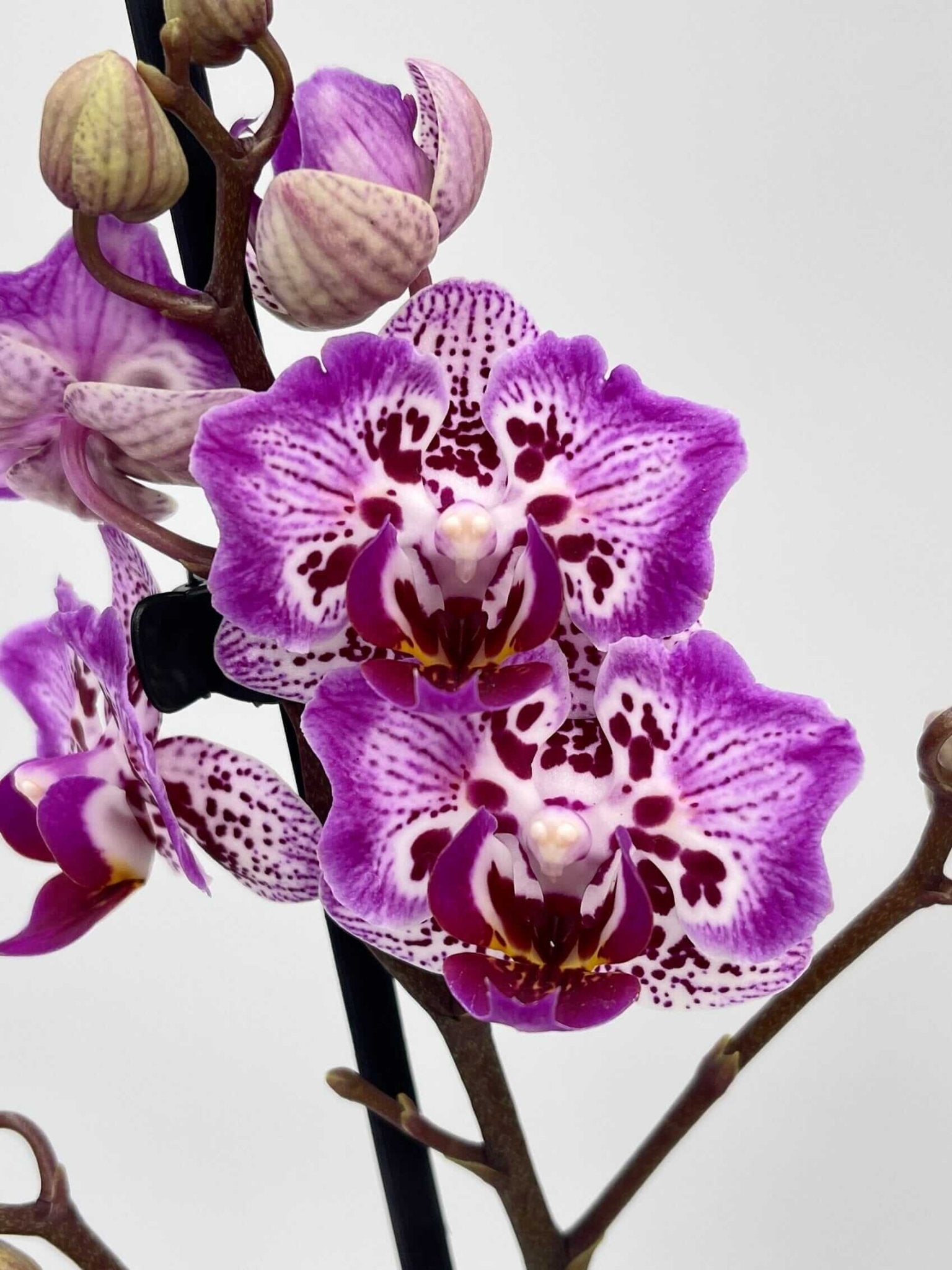 Phalaenopsis Formosa Cranberry 'Peloric, Rare Orchid
