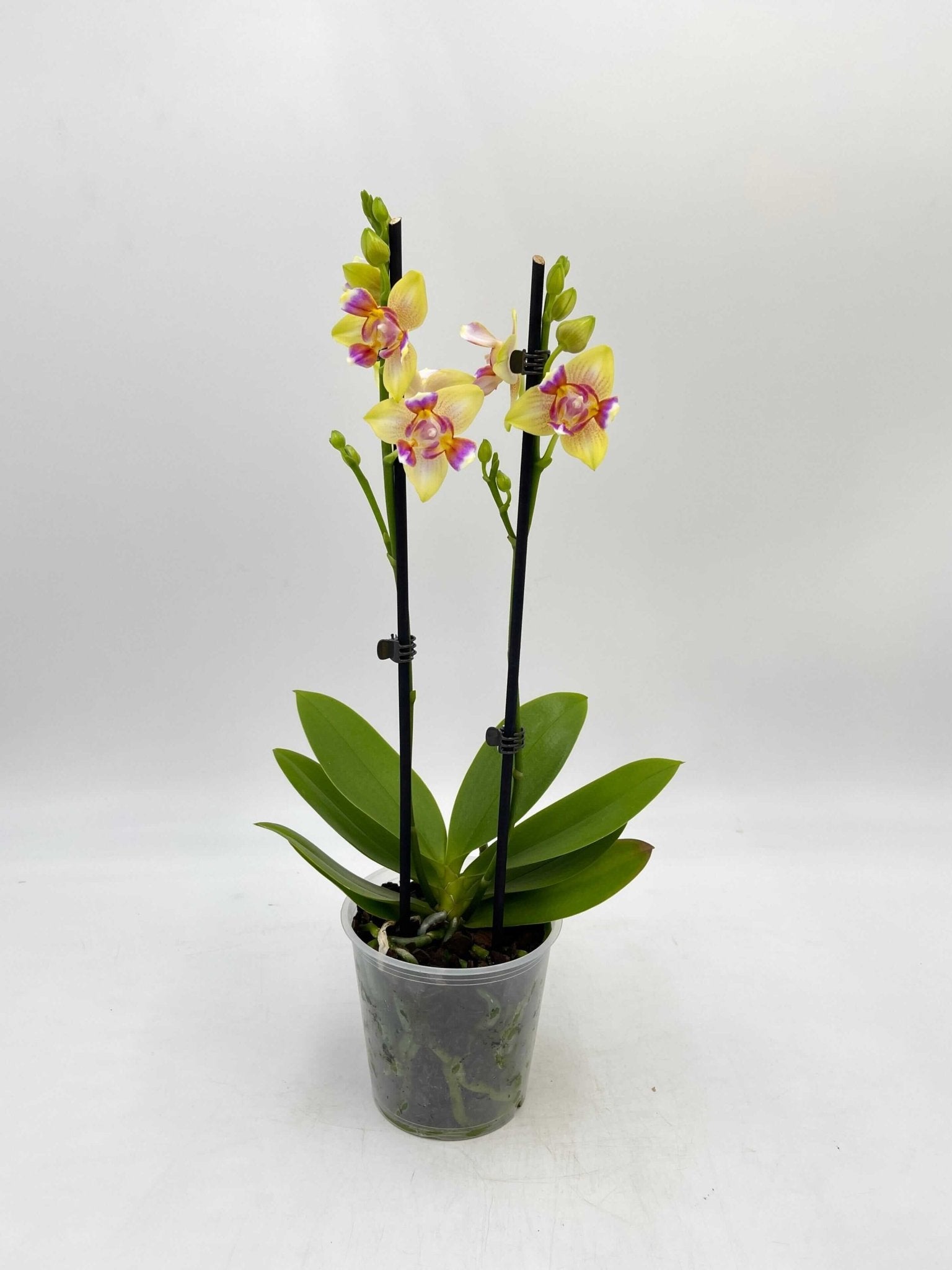 Phalaenopsis I-Hsin Venus Peloric, 3 Lip, Fragrant Flowers, Pet Safe Plant