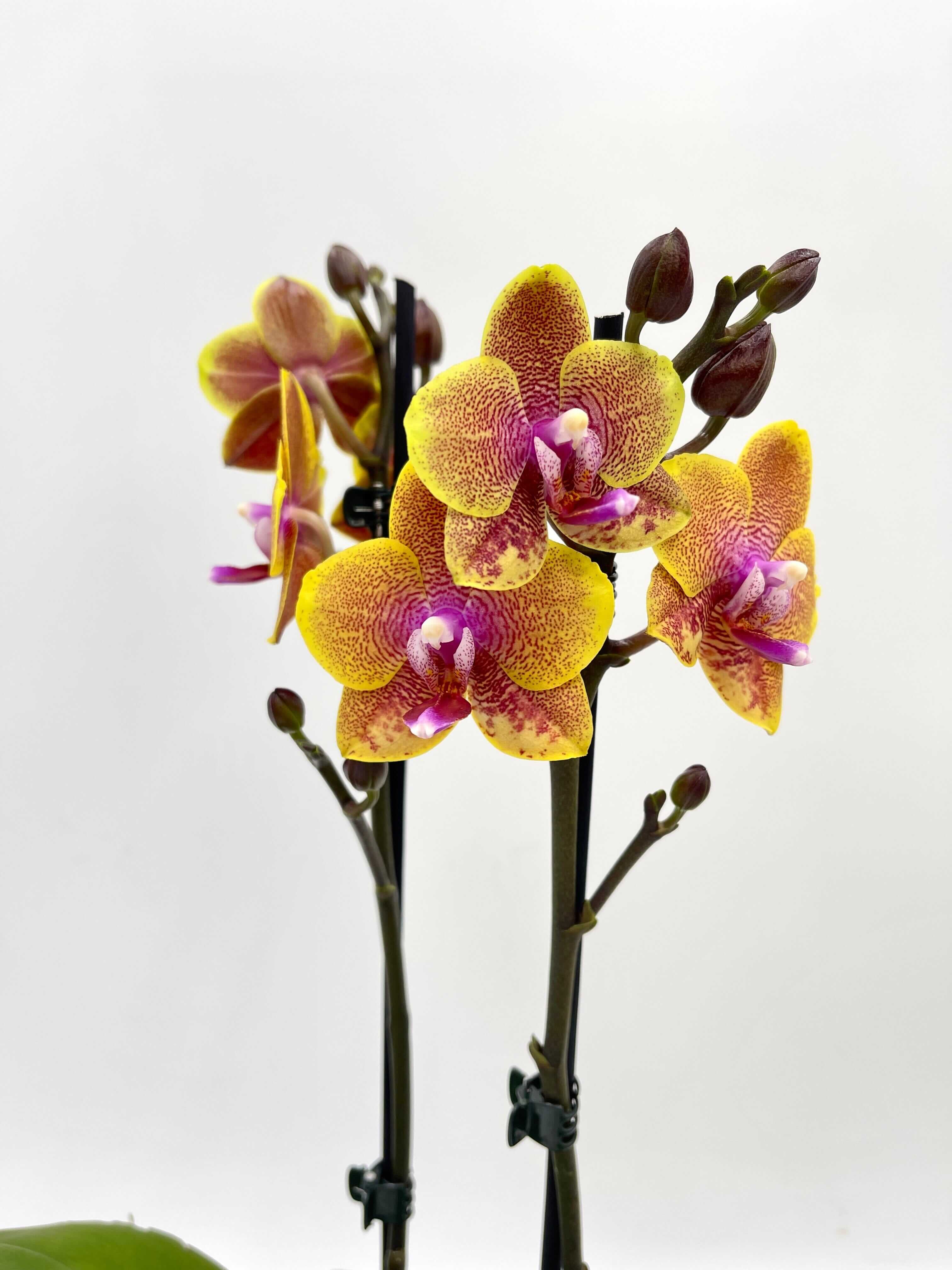Phalaenopsis Limited Edition