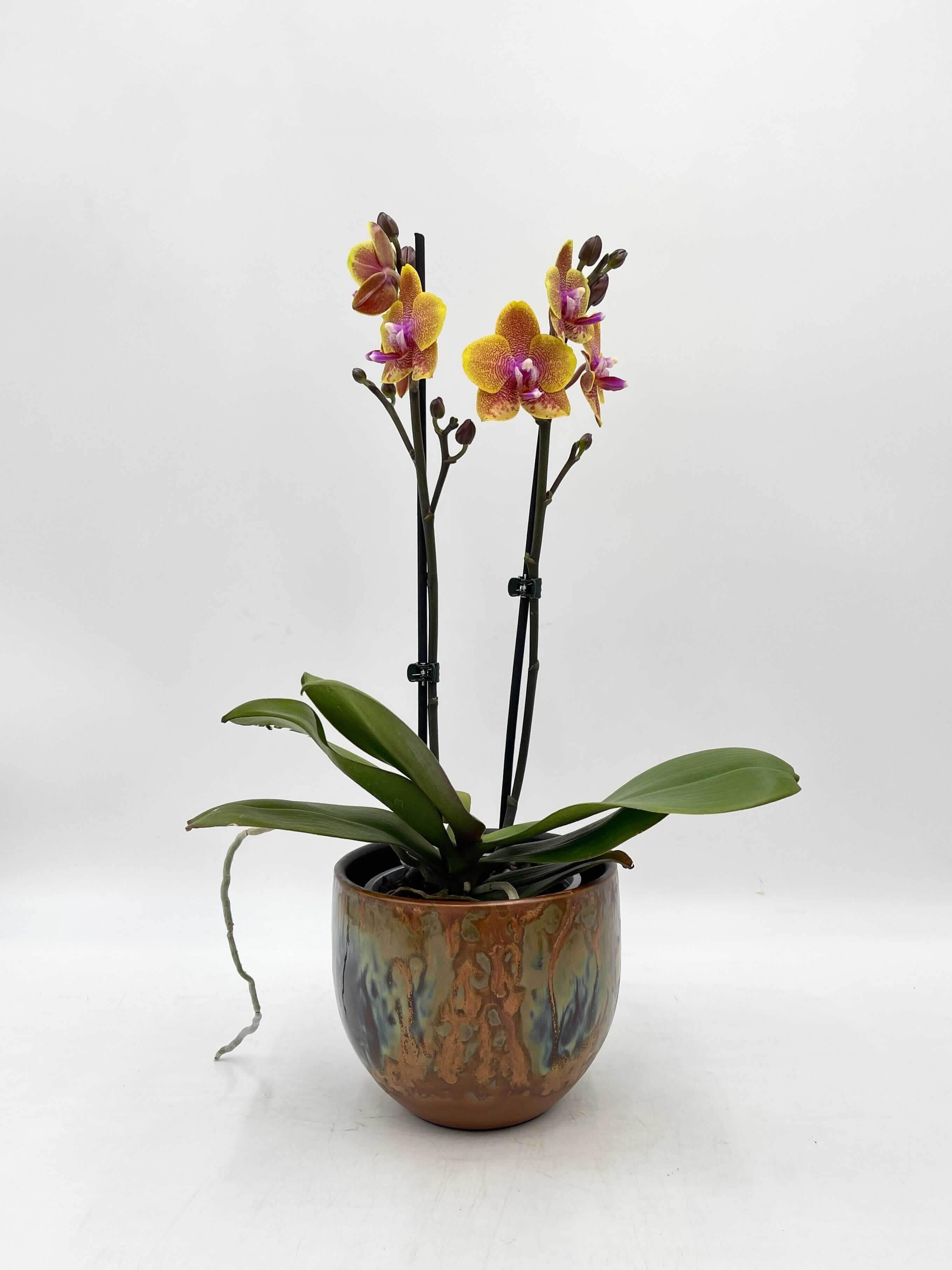 Phalaenopsis Limited Edition
