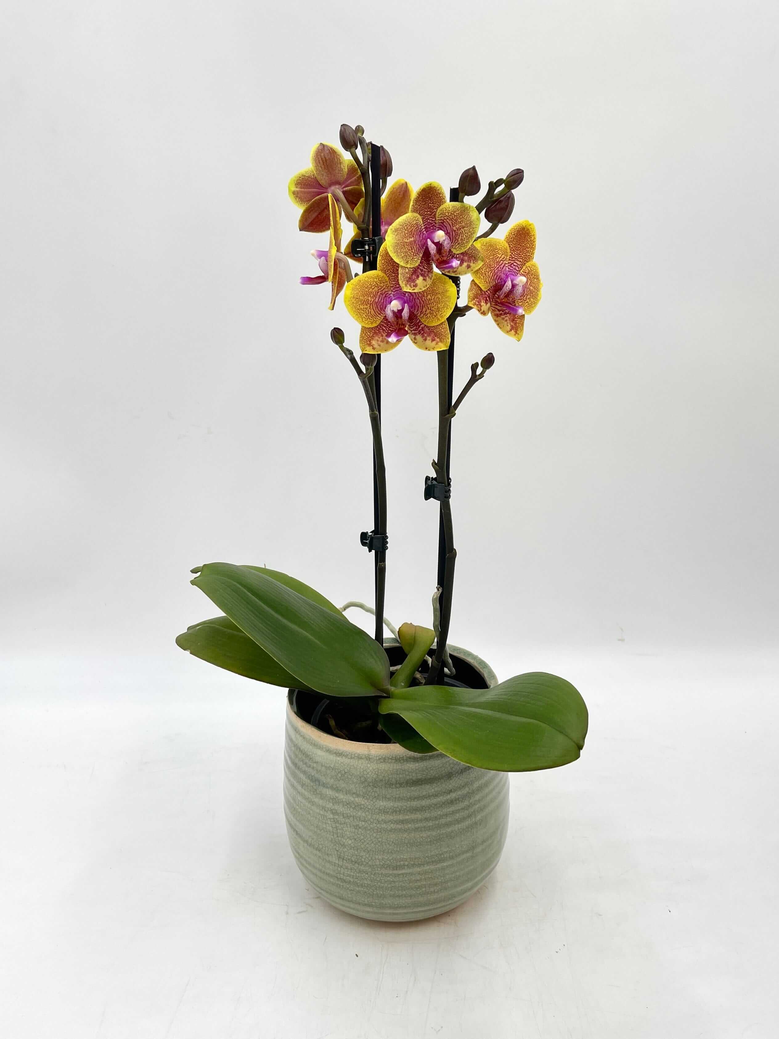 Phalaenopsis Limited Edition