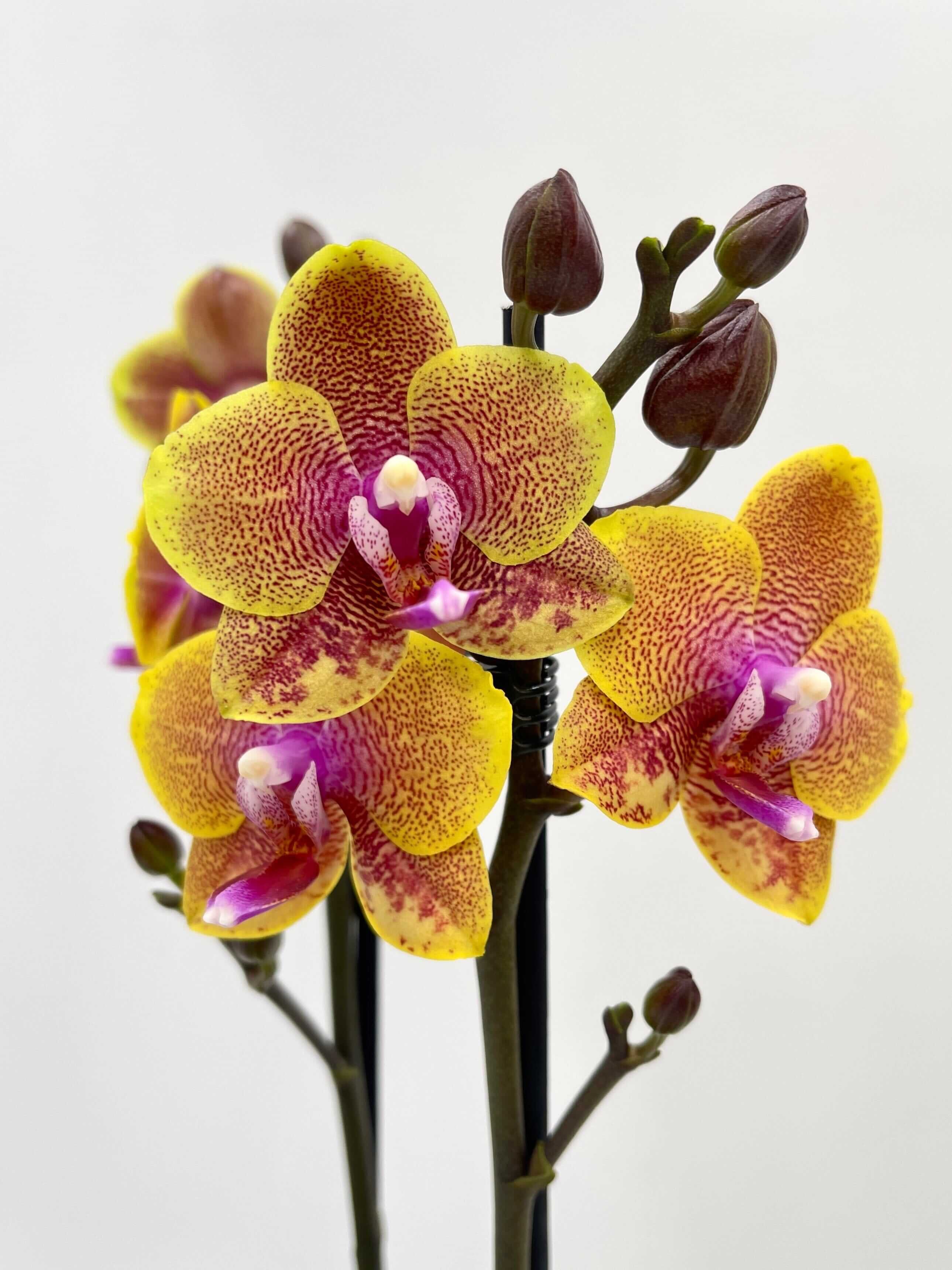 Phalaenopsis Limited Edition