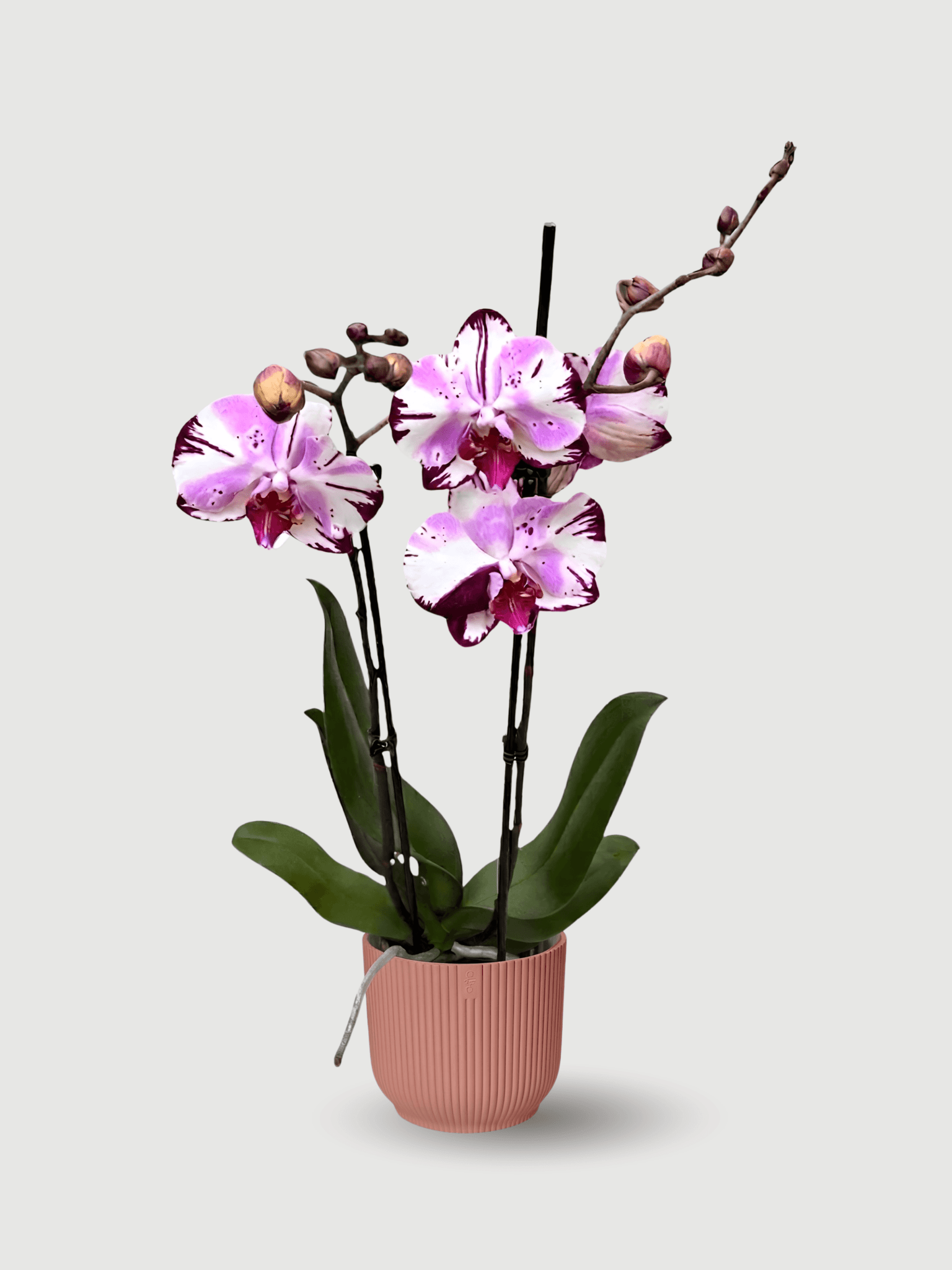 Phalaenopsis Magic Art - Rare Orchid - 70cm