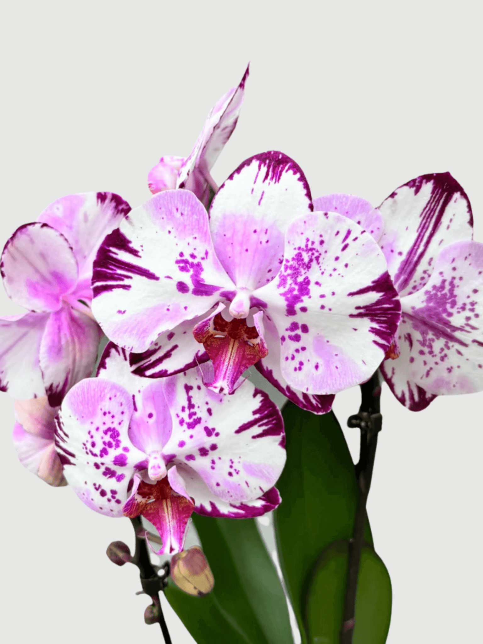 Phalaenopsis Magic Art - Rare Orchid - 70cm