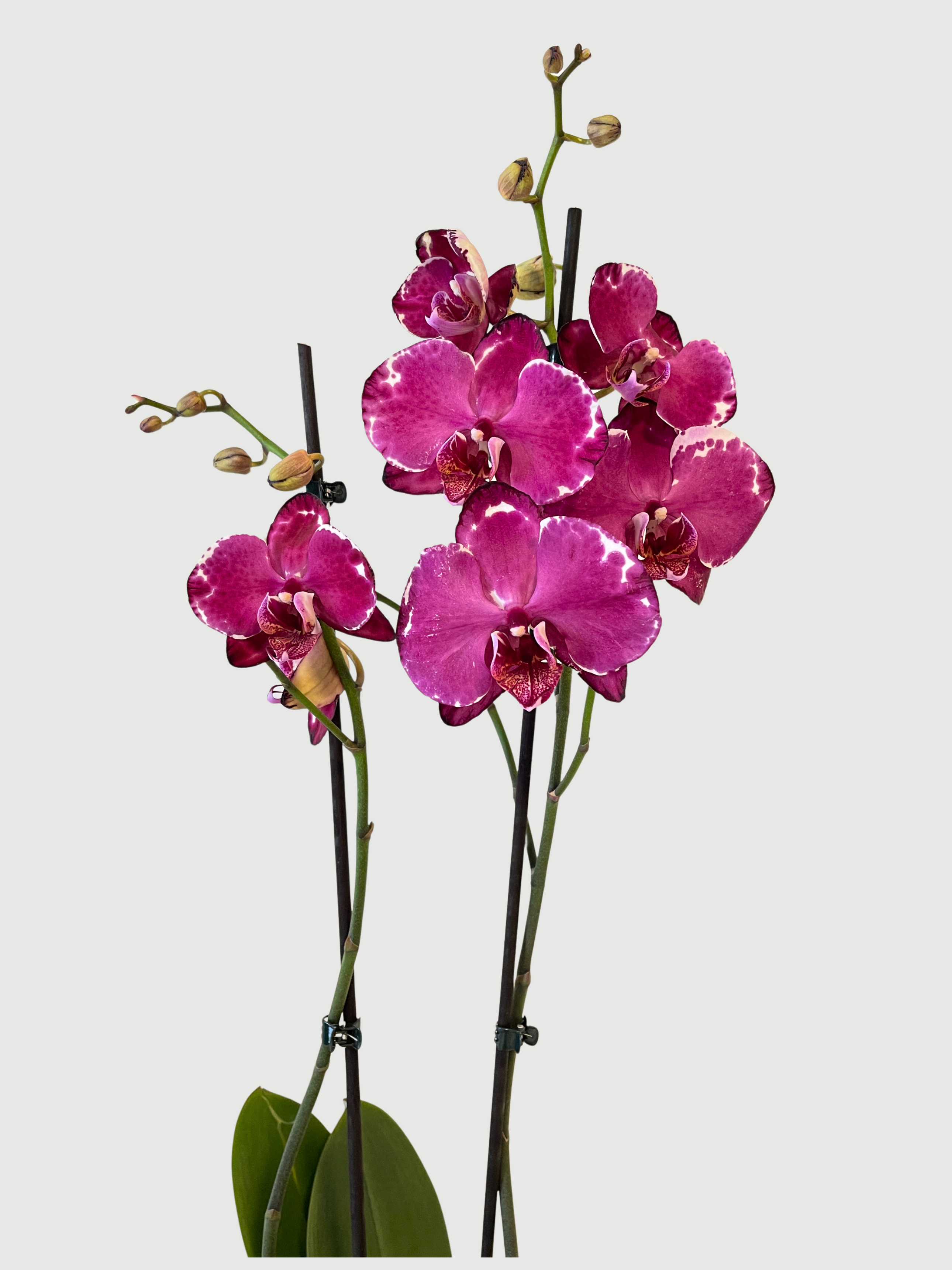 Phalaenopsis Malwina Orchid | 2-Stems in bloom, Purple, 70cm