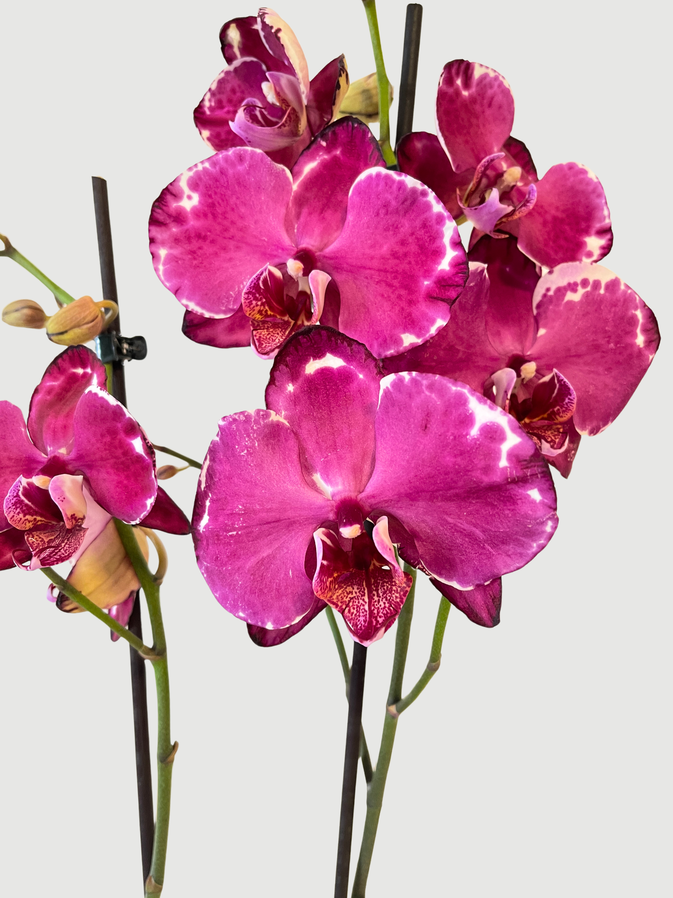 Phalaenopsis Malwina Orchid | 2-Stems in bloom, Purple, 70cm