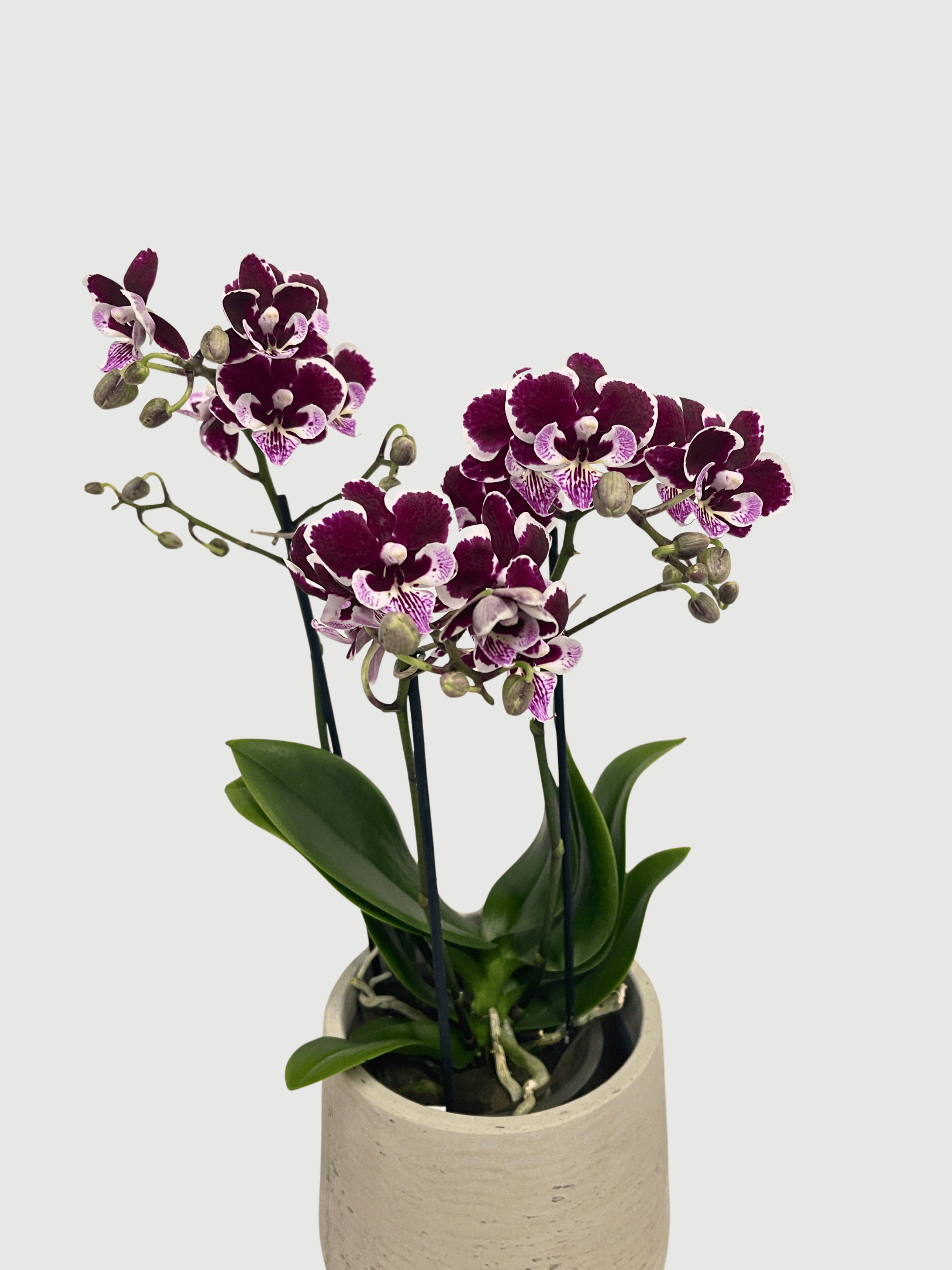 Phalaenopsis Manta Vuro Orchid | Royal Purple Big-Lip Orchid, 40-45cm - Rebel Plants
