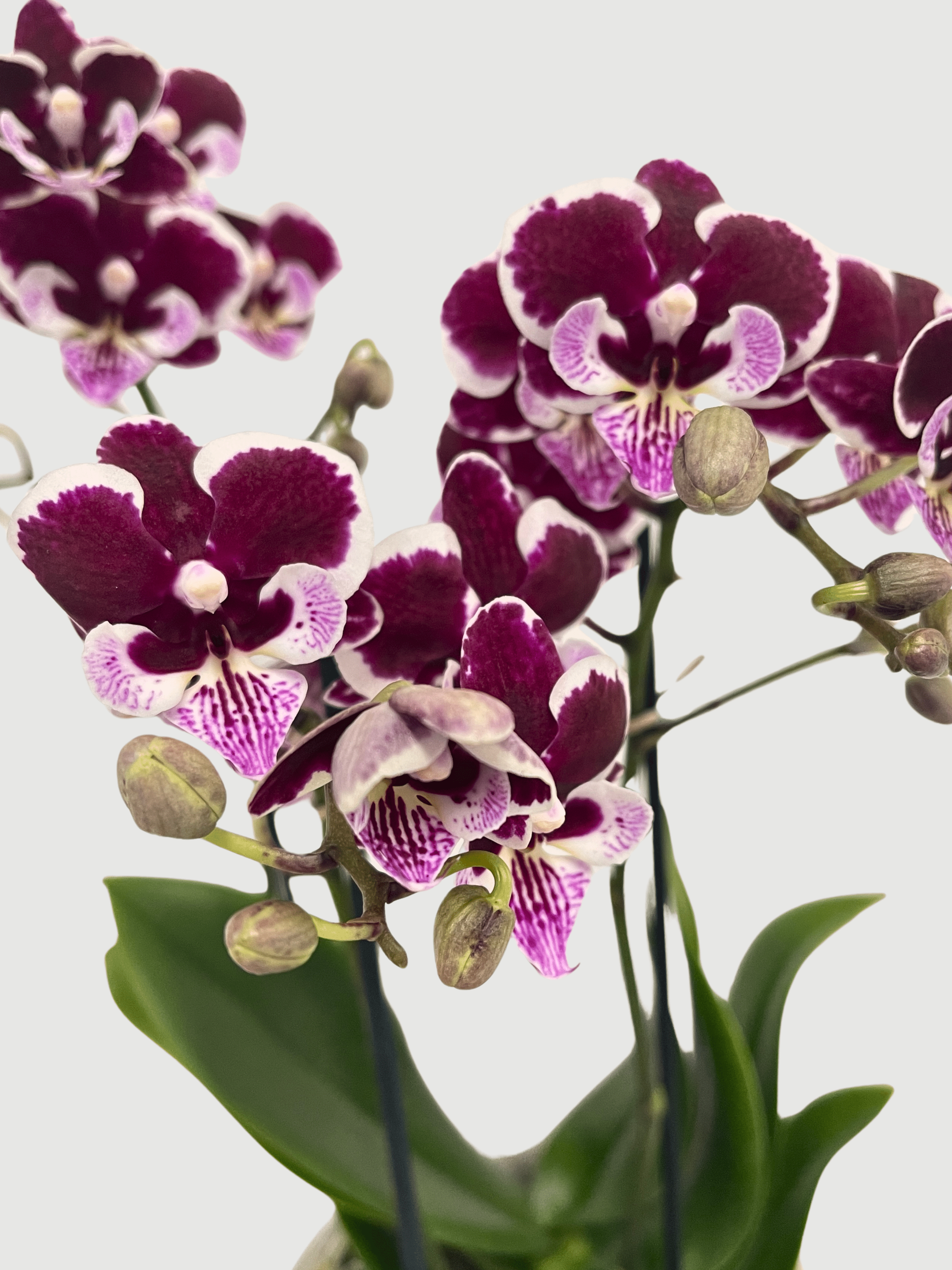Phalaenopsis Manta Vuro Orchid | Royal Purple Big-Lip Orchid, 40-45cm - Rebel Plants