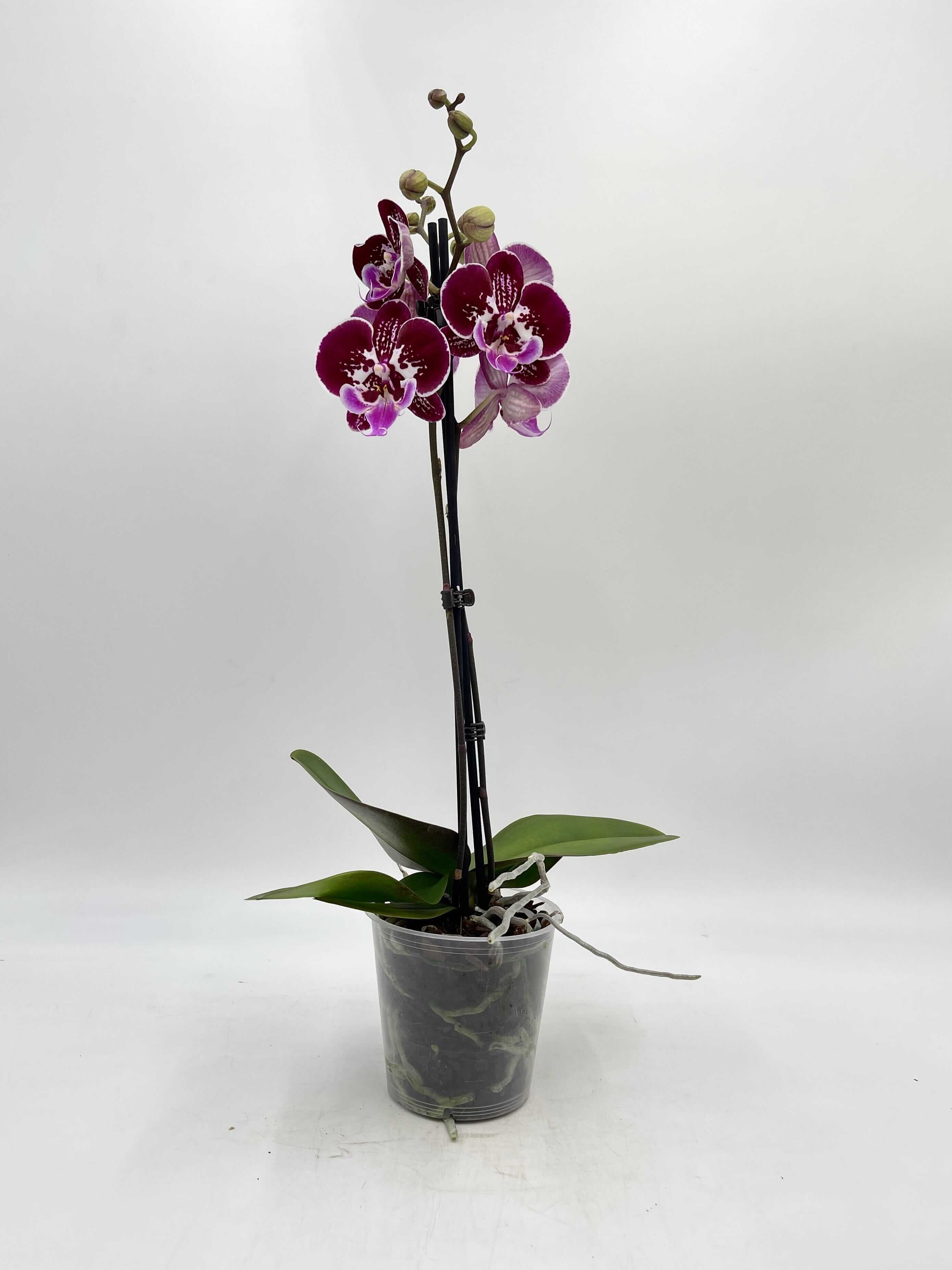 Phalaenopsis Orchid Big Lip, Phalaenopsis OX Purple Fairy