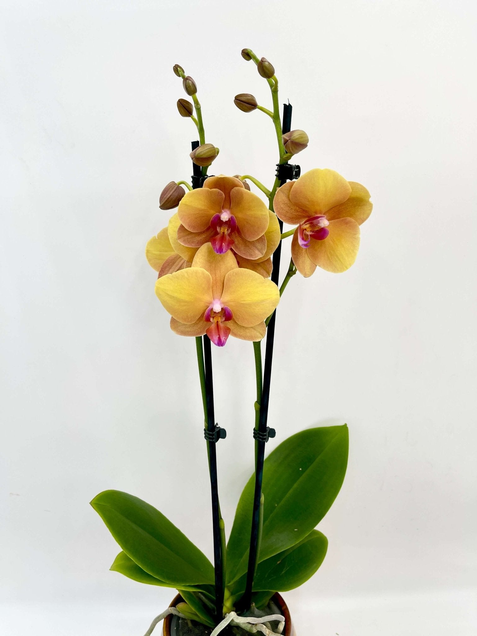 Phalaenopsis Orchid Buddha – Elegant Indoor Orchid Plant - Houseplant