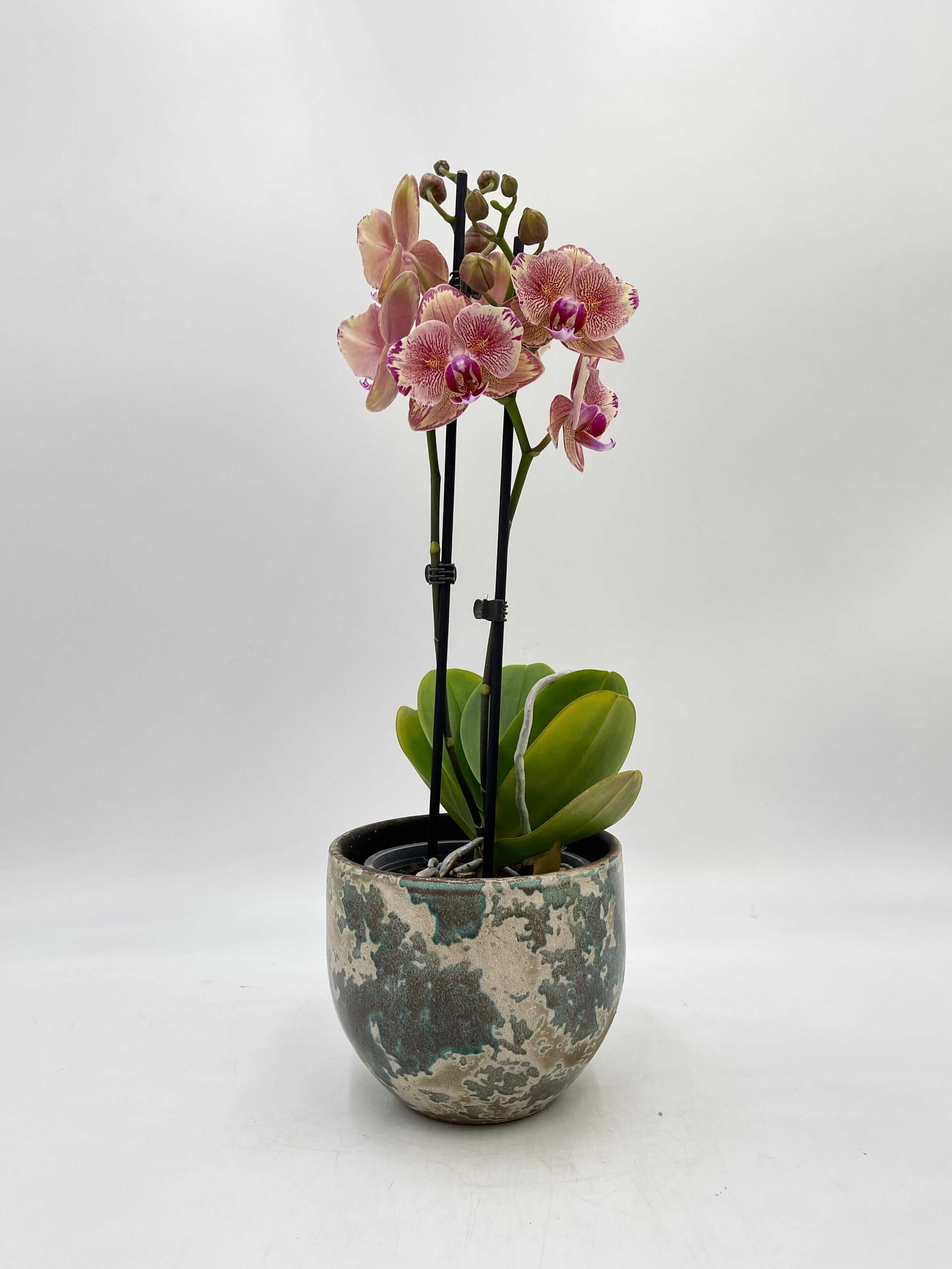 Phalaenopsis Pirate Picotee peloric butterfly