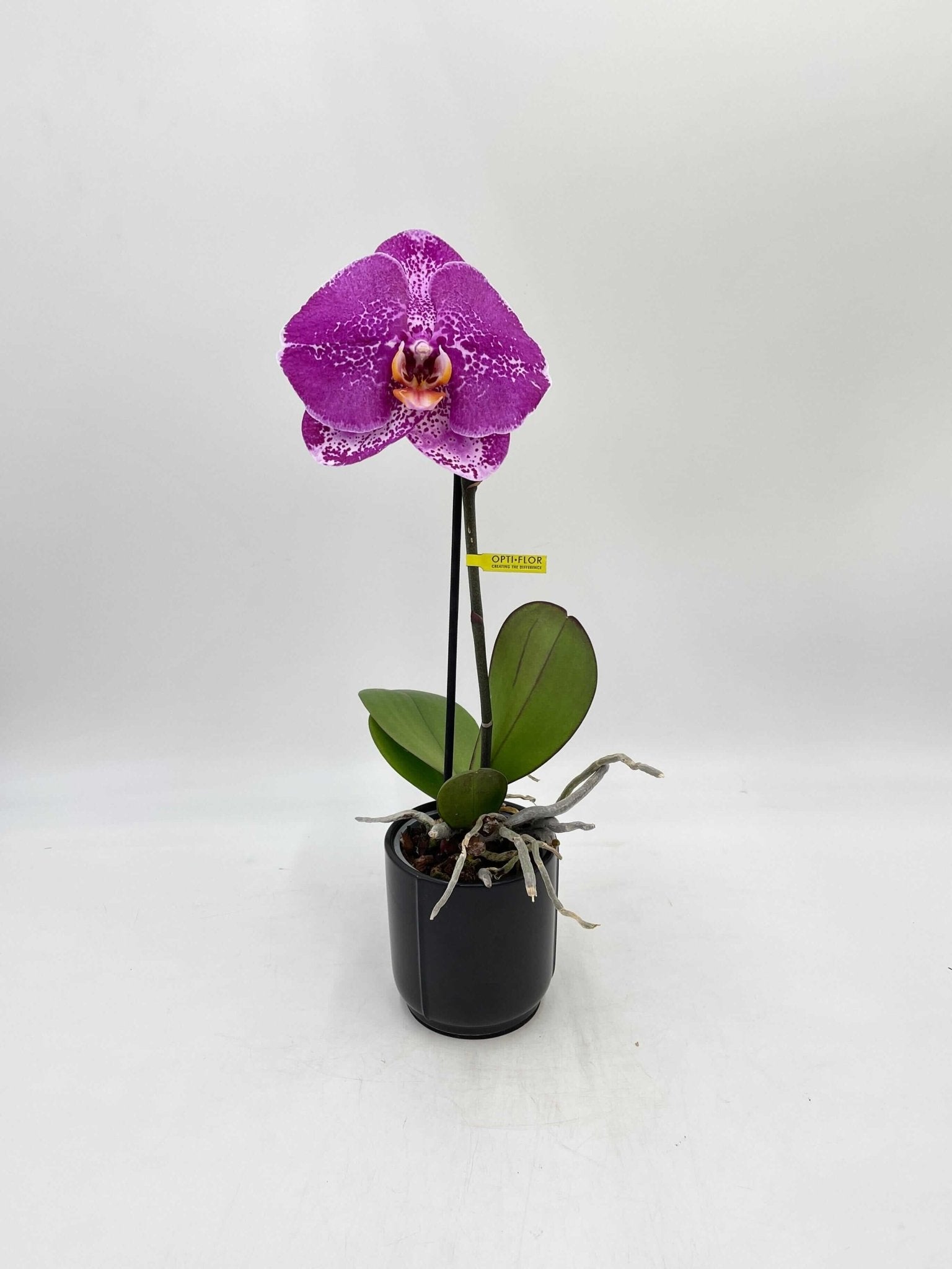 Phalaenopsis Singolo orchid, XXL bloom in pink, compact pet safe moth orchid houseplant UK