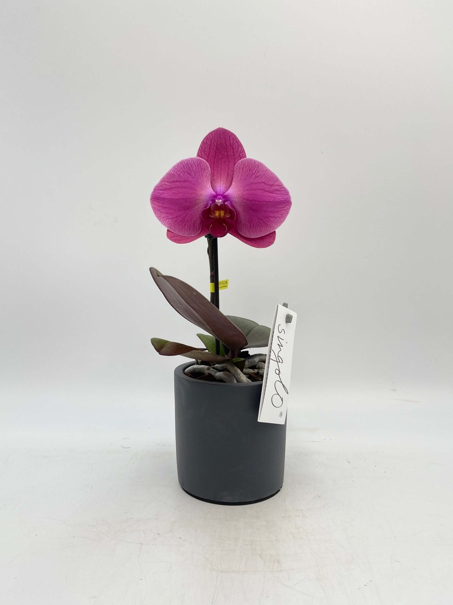 Phalaenopsis Singolo orchid, XXL bloom in pink, compact pet safe moth orchid houseplant UK
