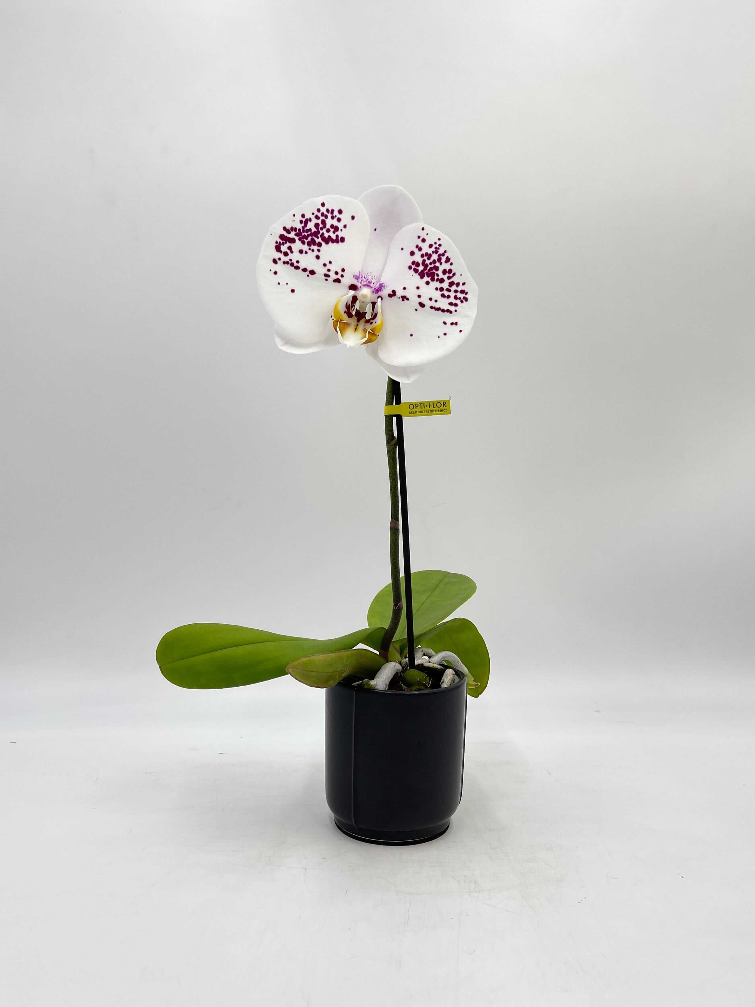 Phalaenopsis Singolo, XXL Flower