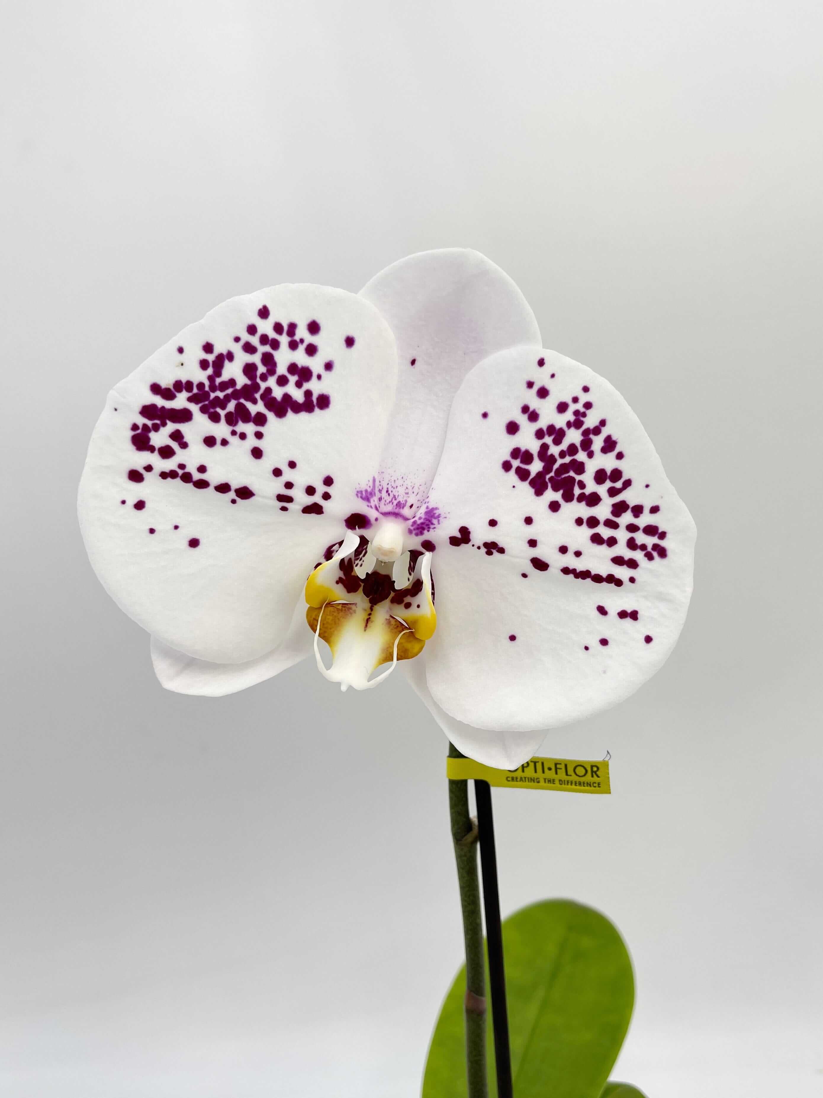 Phalaenopsis Singolo, XXL Flower
