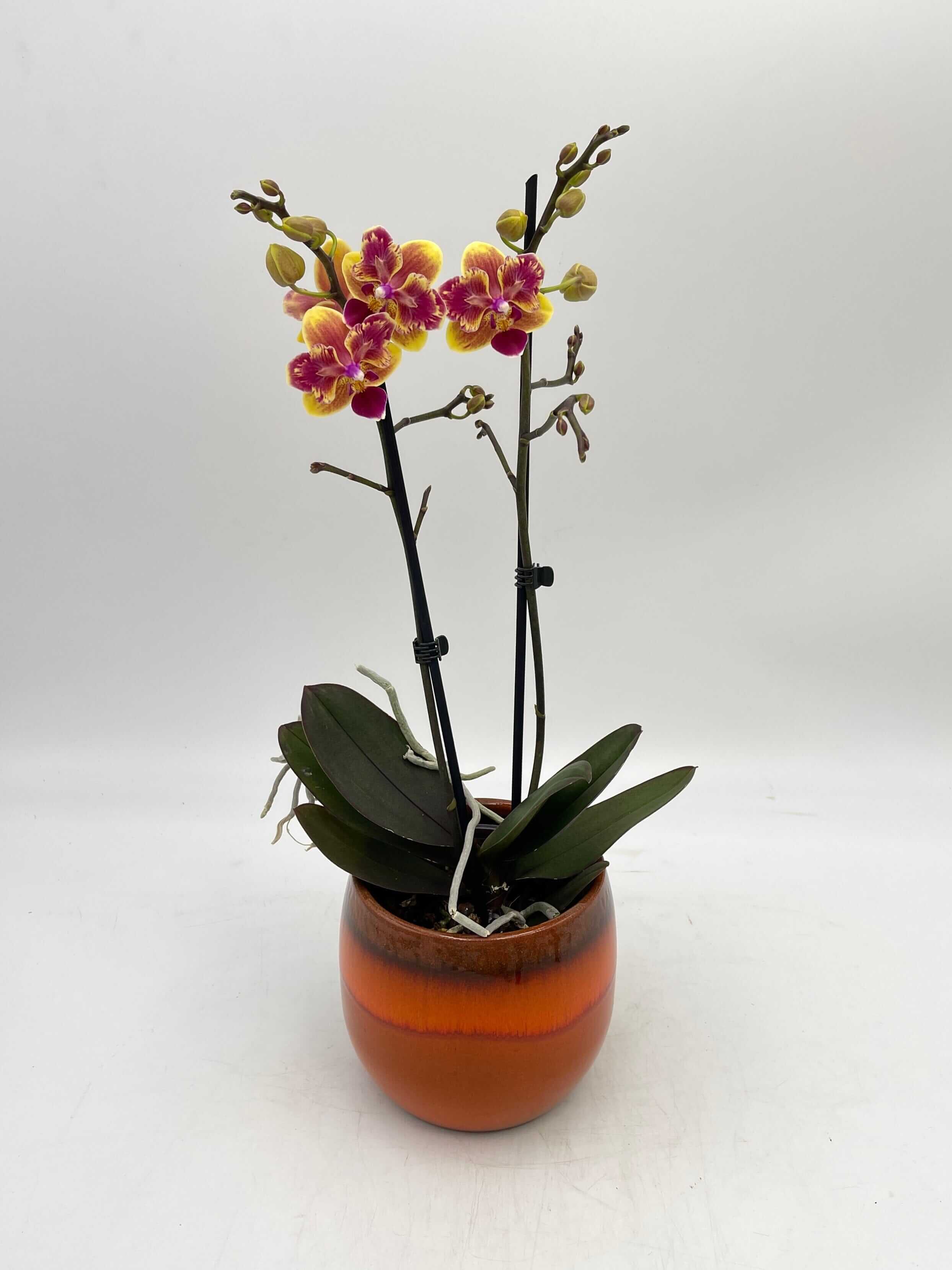 Phalaenopsis Sogo Yellowtris 'Peloric' (Sogo Gotris x Sogo Golden)