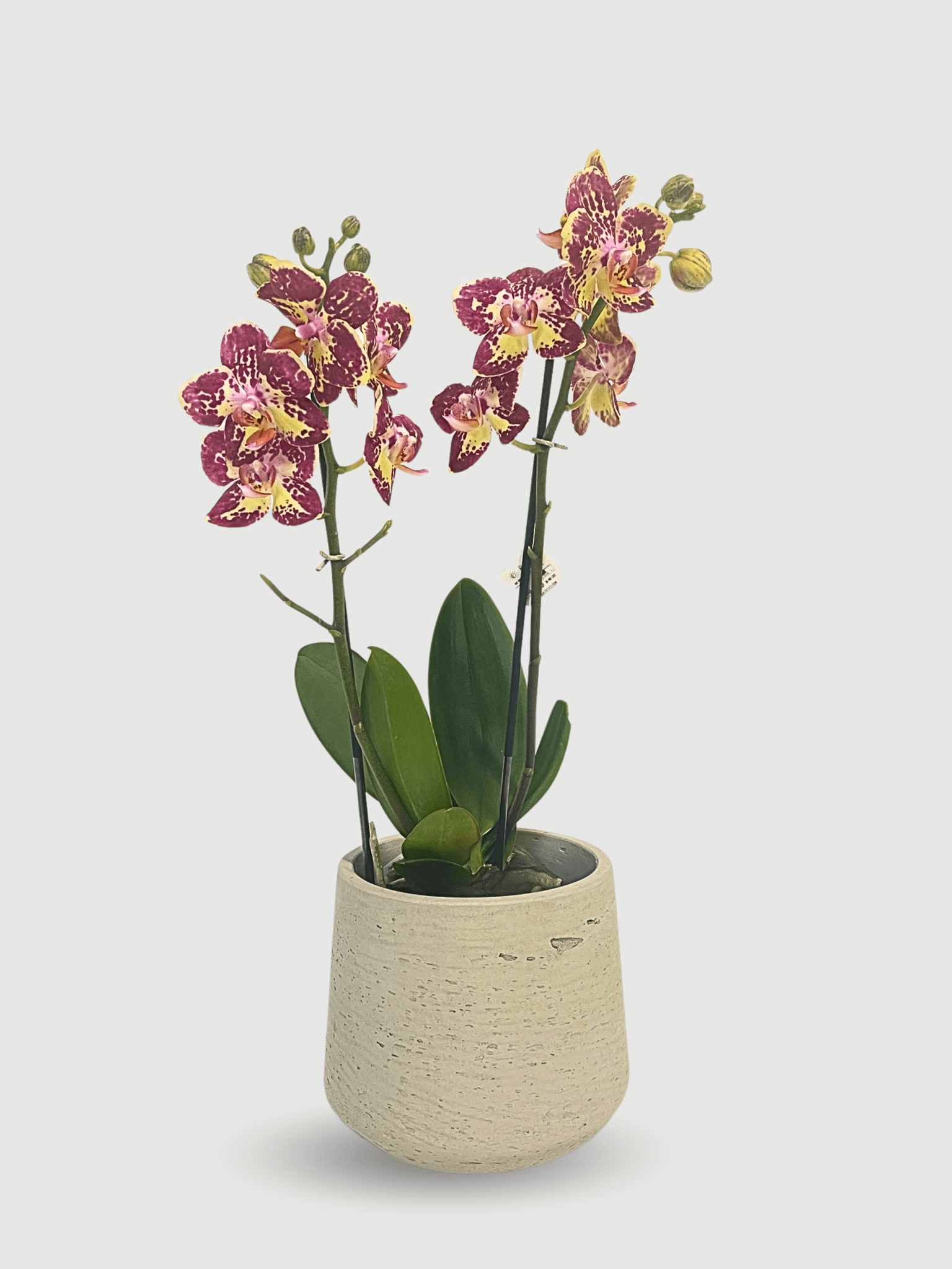 Phalaenopsis Strawberry Cake Orchid UK | Flowering Orchid | Indoor Plant Gift - Rebel Plants