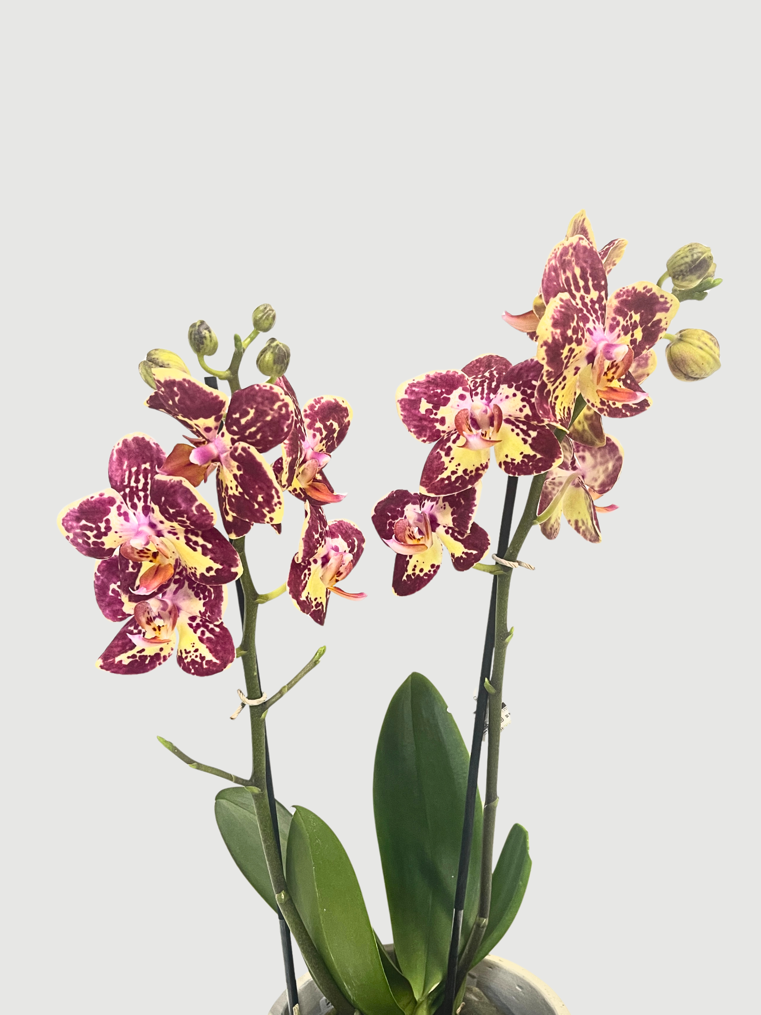 Phalaenopsis_Strawberry_Cake_Orchid_UK__Flowering_Orchid__Indoor_Plant_Gift