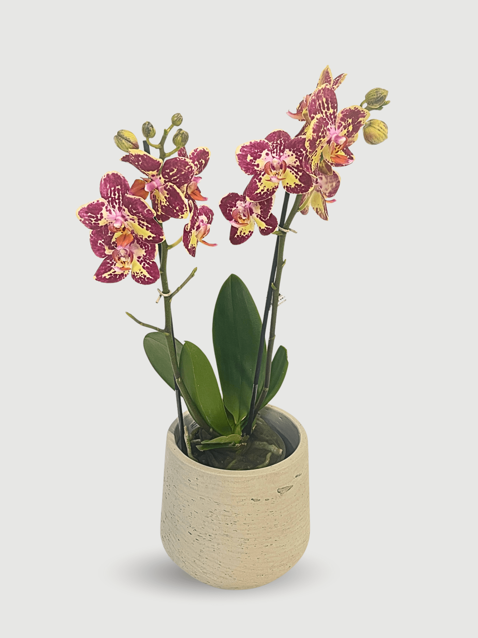 Phalaenopsis Strawberry Cake Orchid UK | Flowering Orchid | Indoor Plant Gift - Rebel Plants