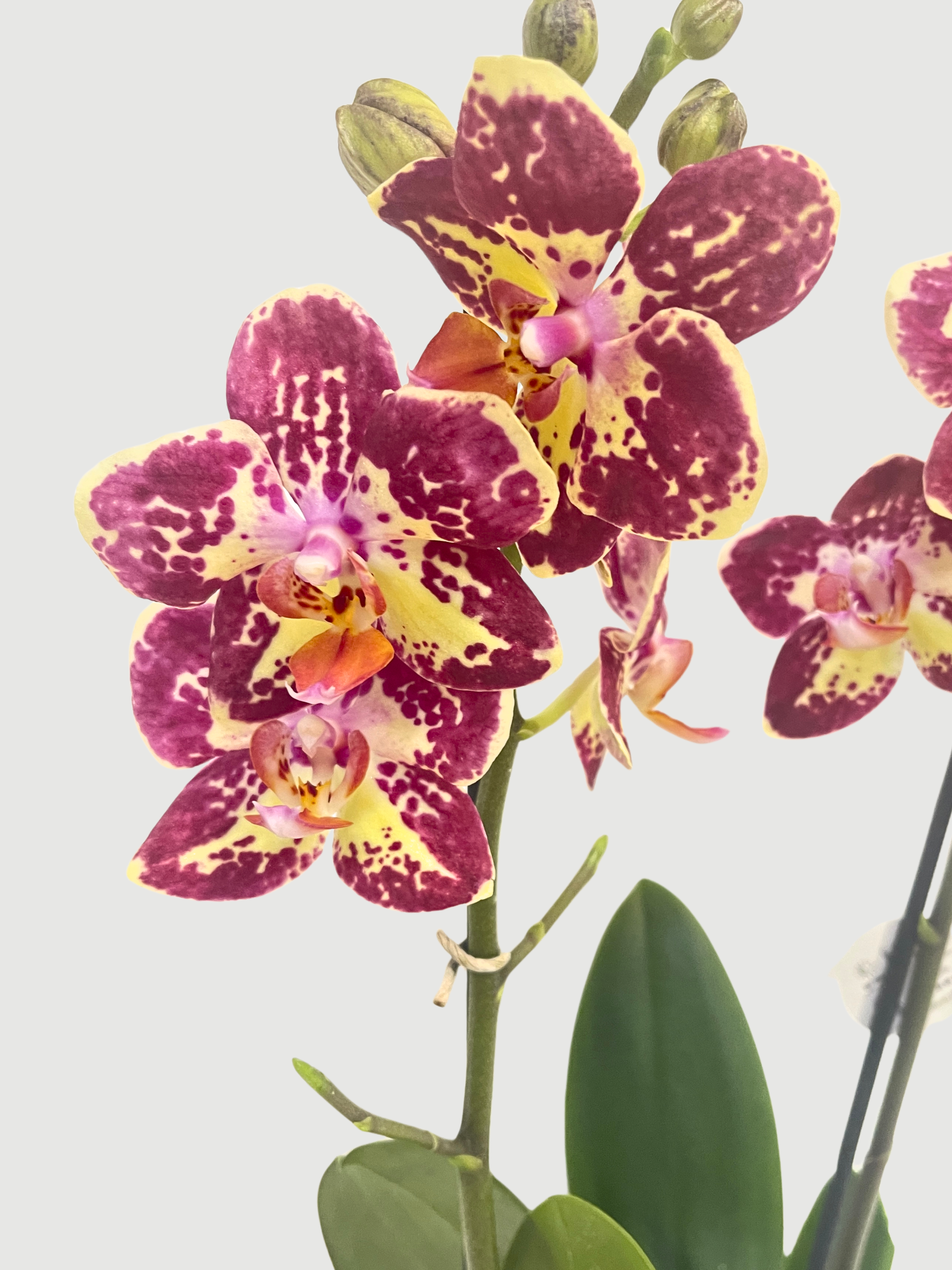 Phalaenopsis_Strawberry_Cake_Orchid_UK__Flowering_Orchid__Indoor_Plant_Gift