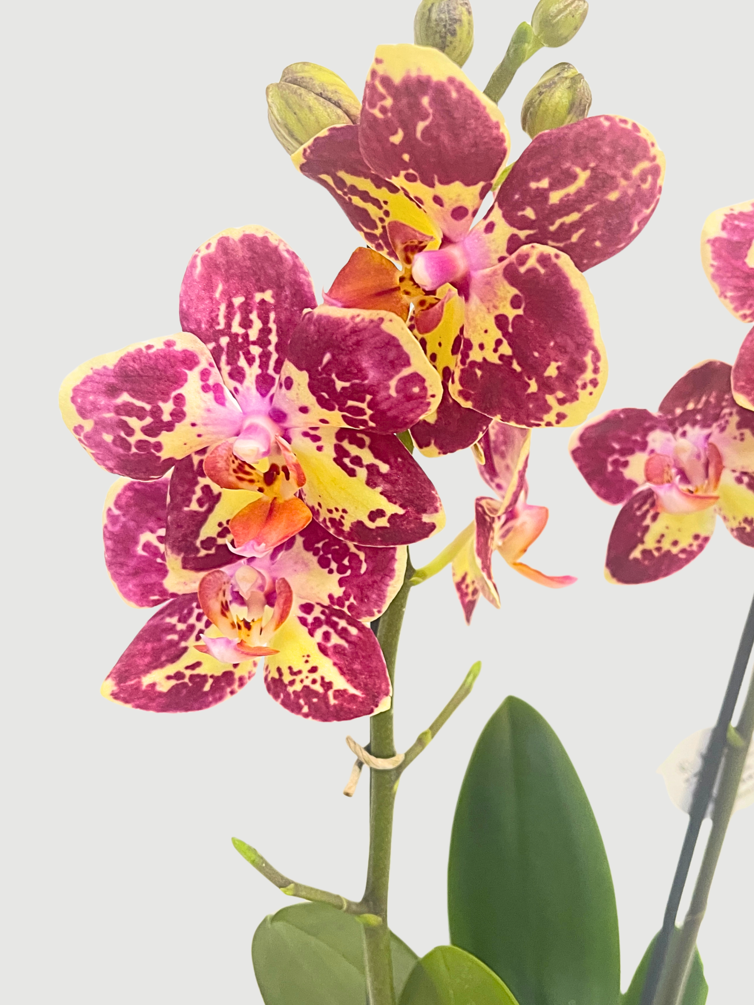 Phalaenopsis_Strawberry_Cake_Orchid_UK__Flowering_Orchid__Indoor_Plant_Gift