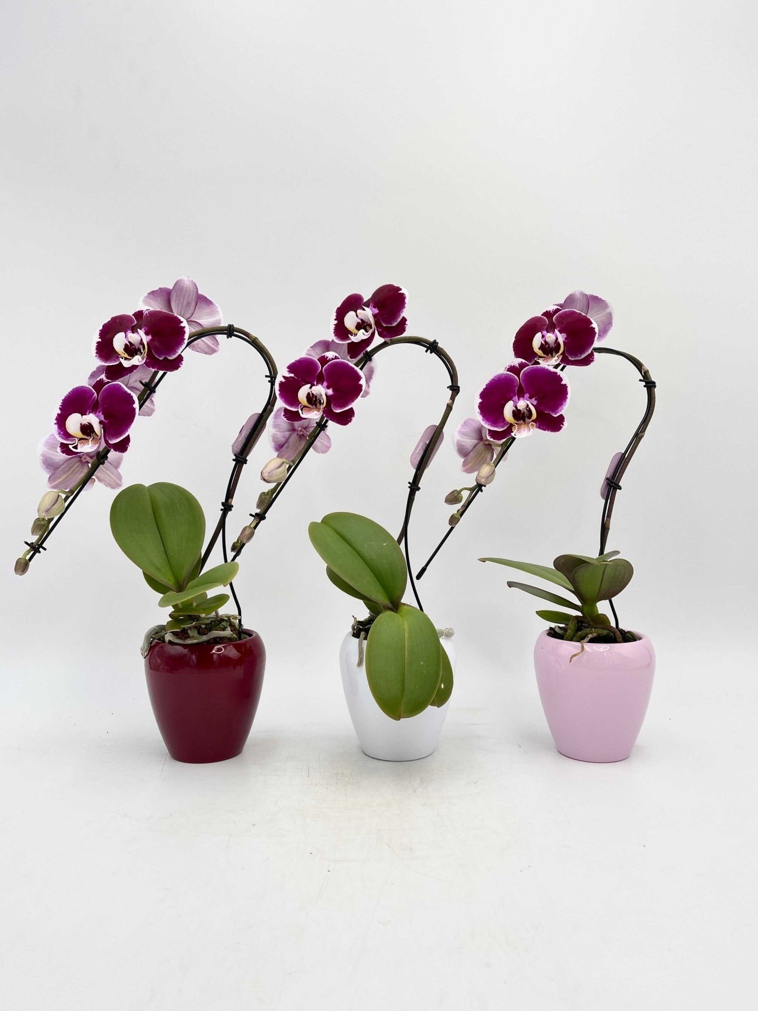 Phalaenopsis Swan in Ceramic Pot