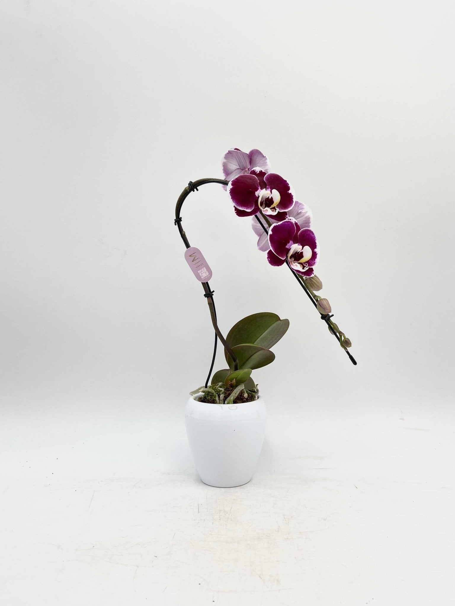 Phalaenopsis Swan in Ceramic Pot