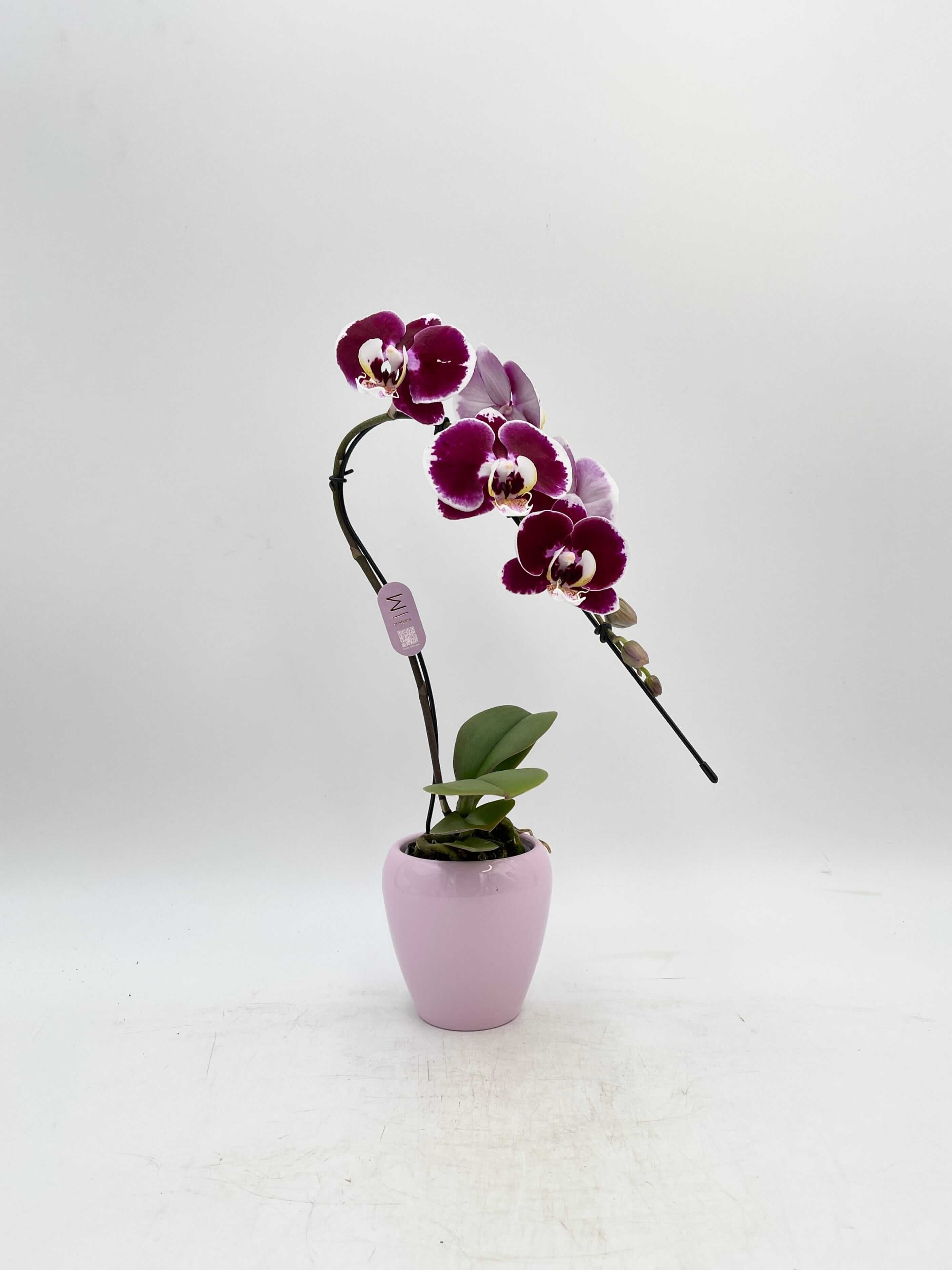Phalaenopsis Swan in Ceramic Pot