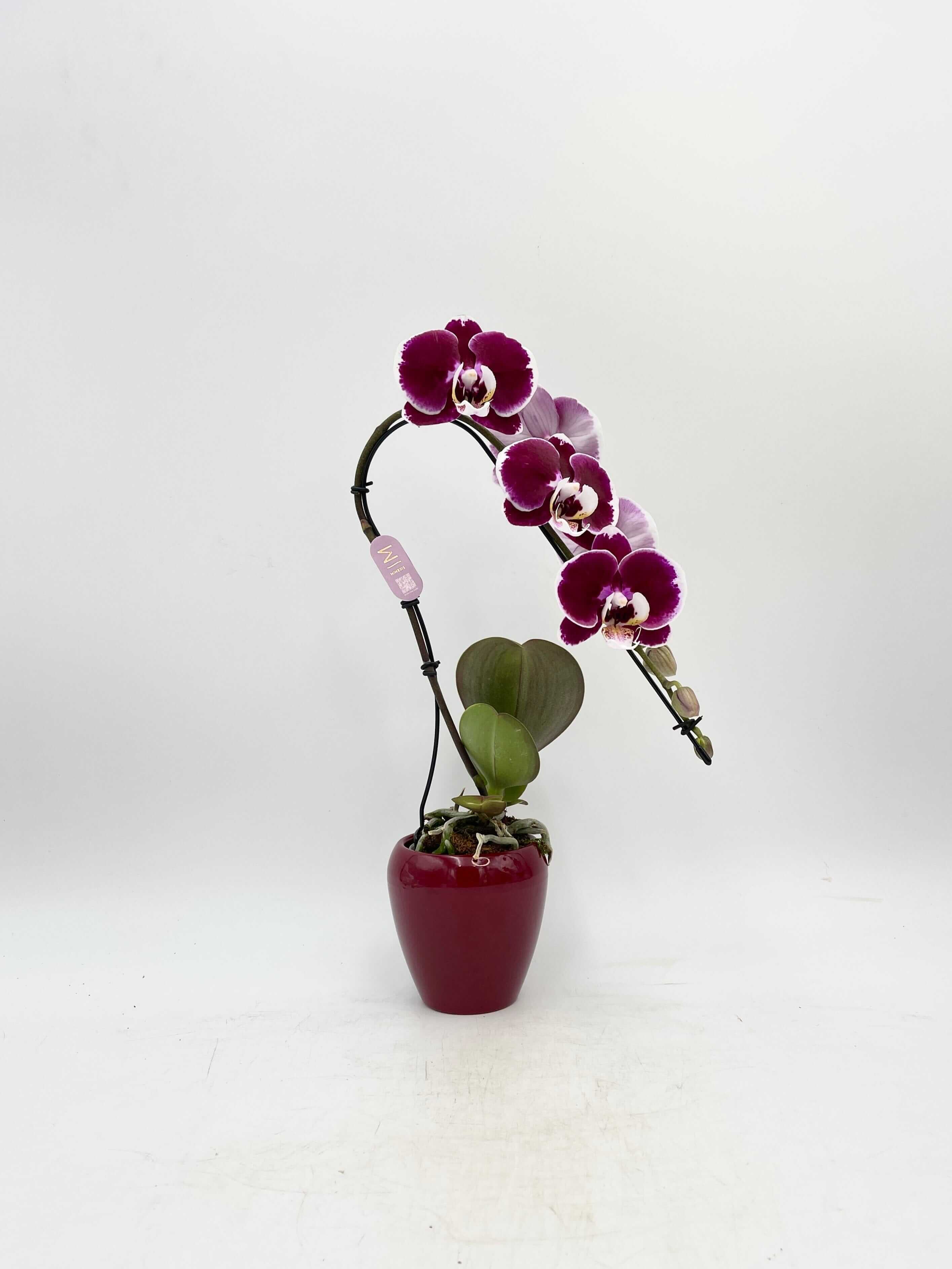 Phalaenopsis Swan in Ceramic Pot