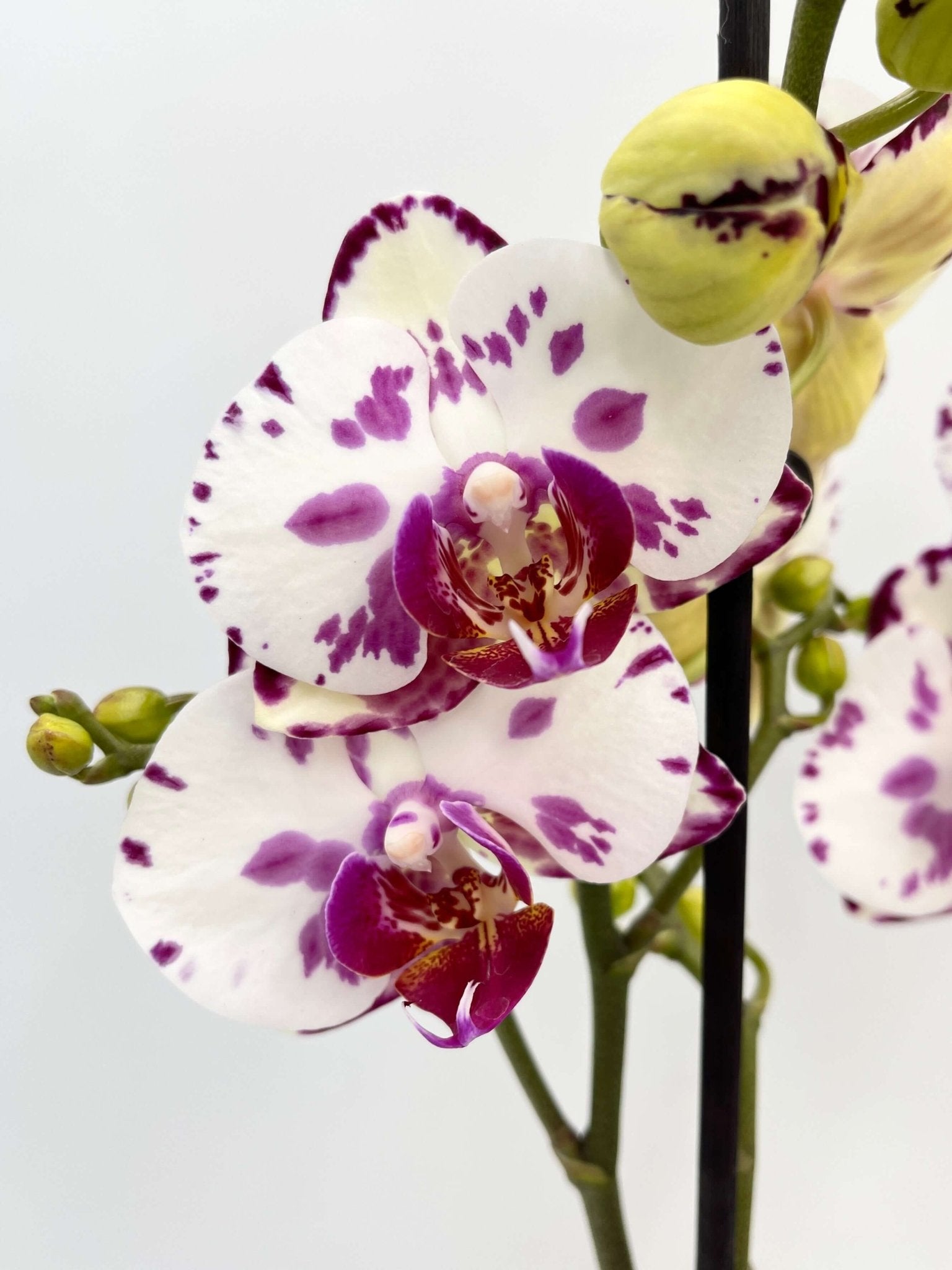 Phalaenopsis Viola - Rare Orchid - 50cm - Indoor Flowering Plant - Elegant Houseplant, Gift for Orchid Lovers