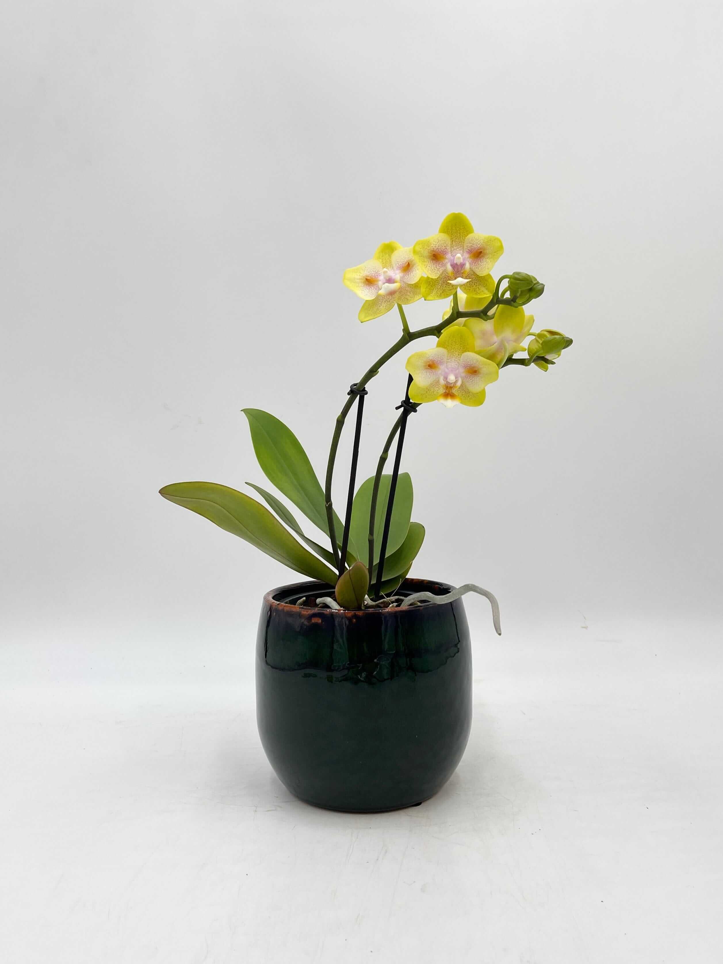 Phalaenopsis Yaphon Yellow Green Batman - Peloric