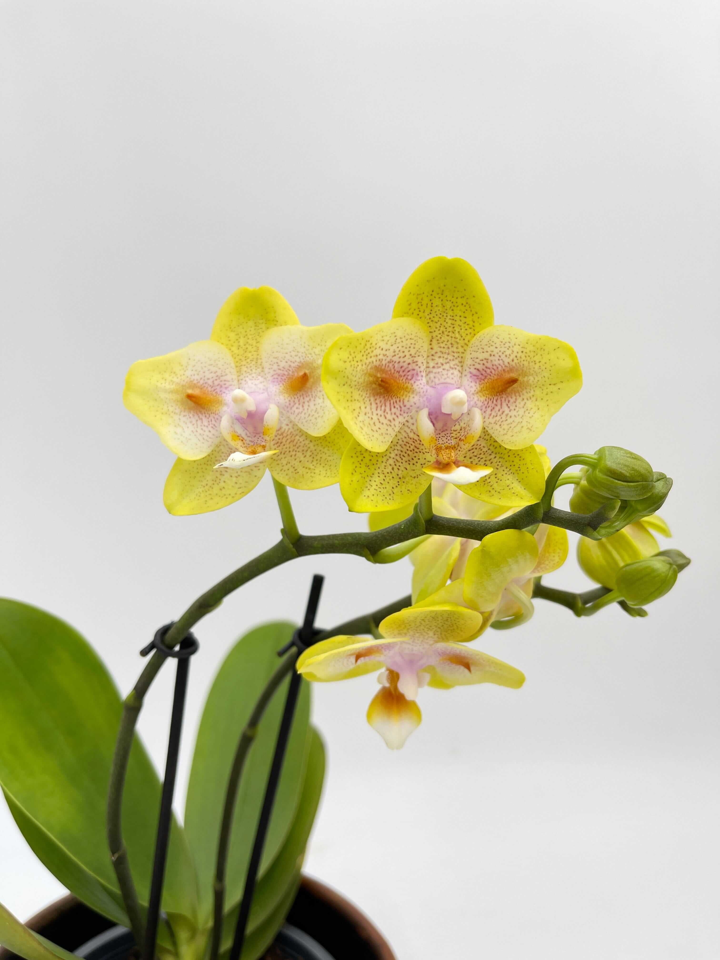 Phalaenopsis Yaphon Yellow Green Batman - Peloric